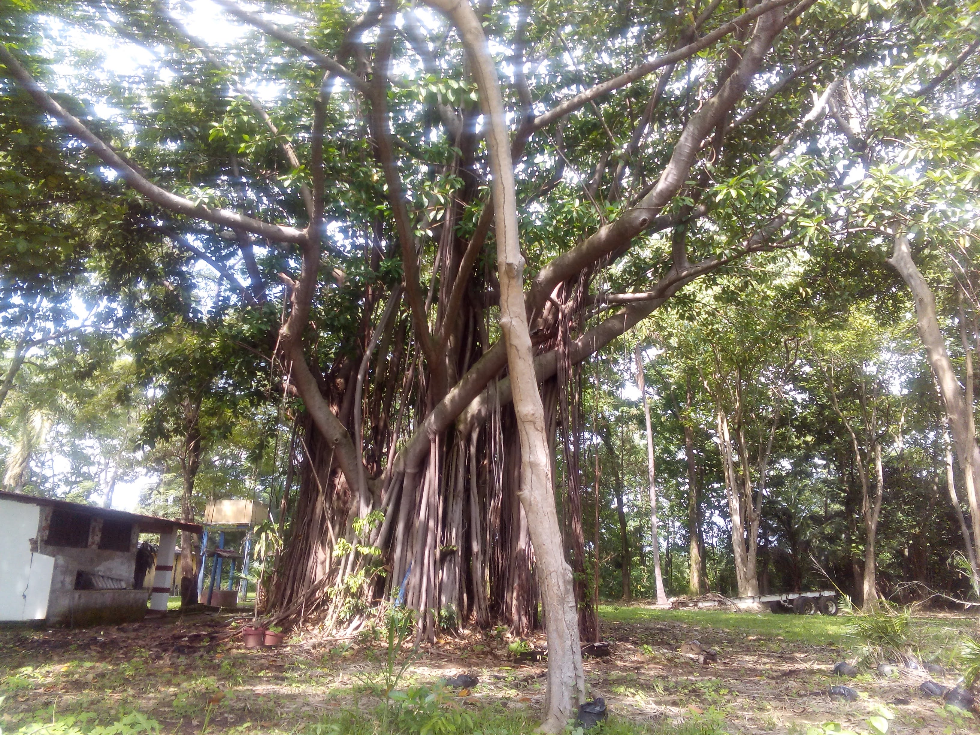 Restaurant Viole image 9