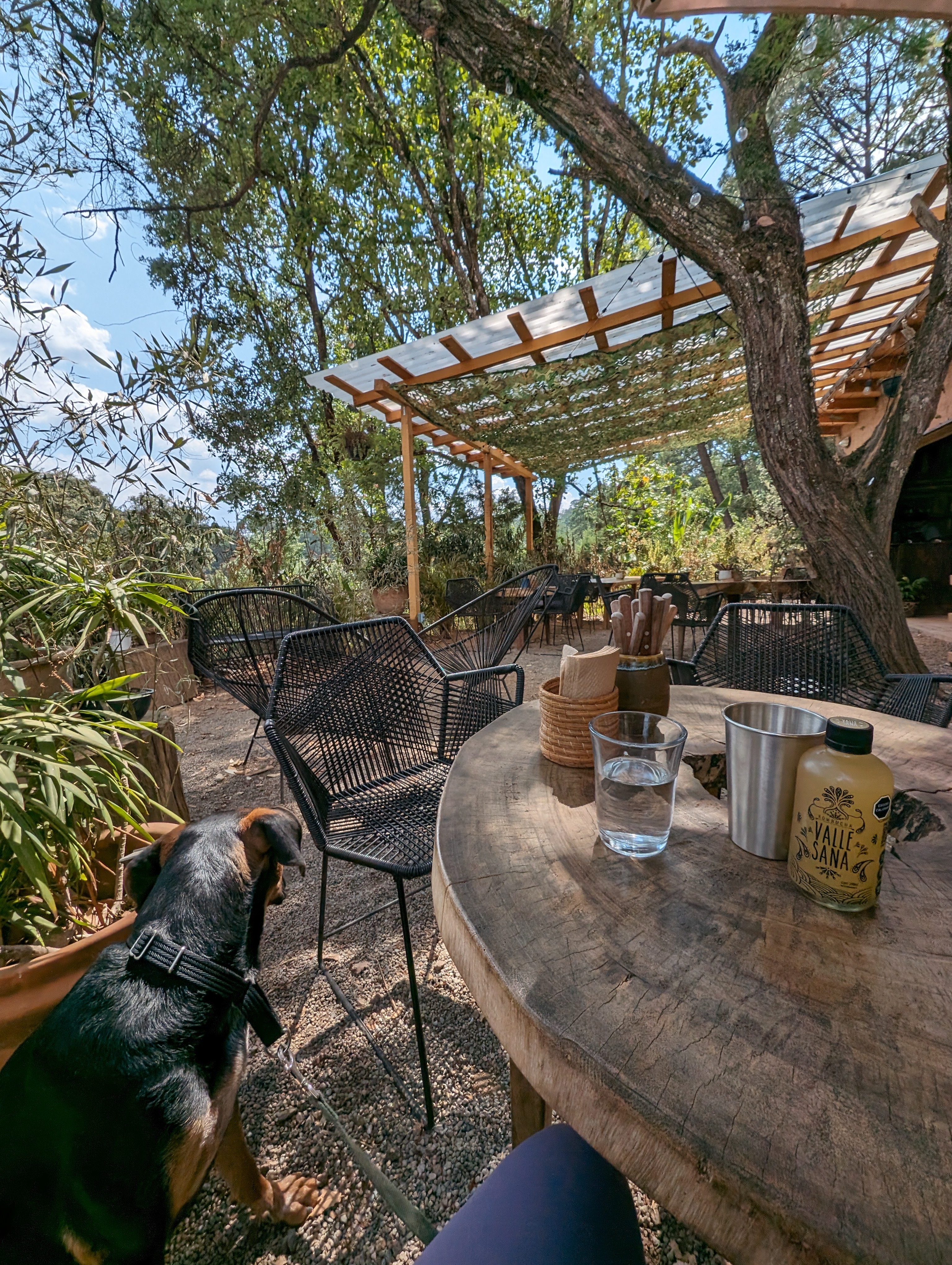 PÁJARO CAFÉ BOSQUE image 4