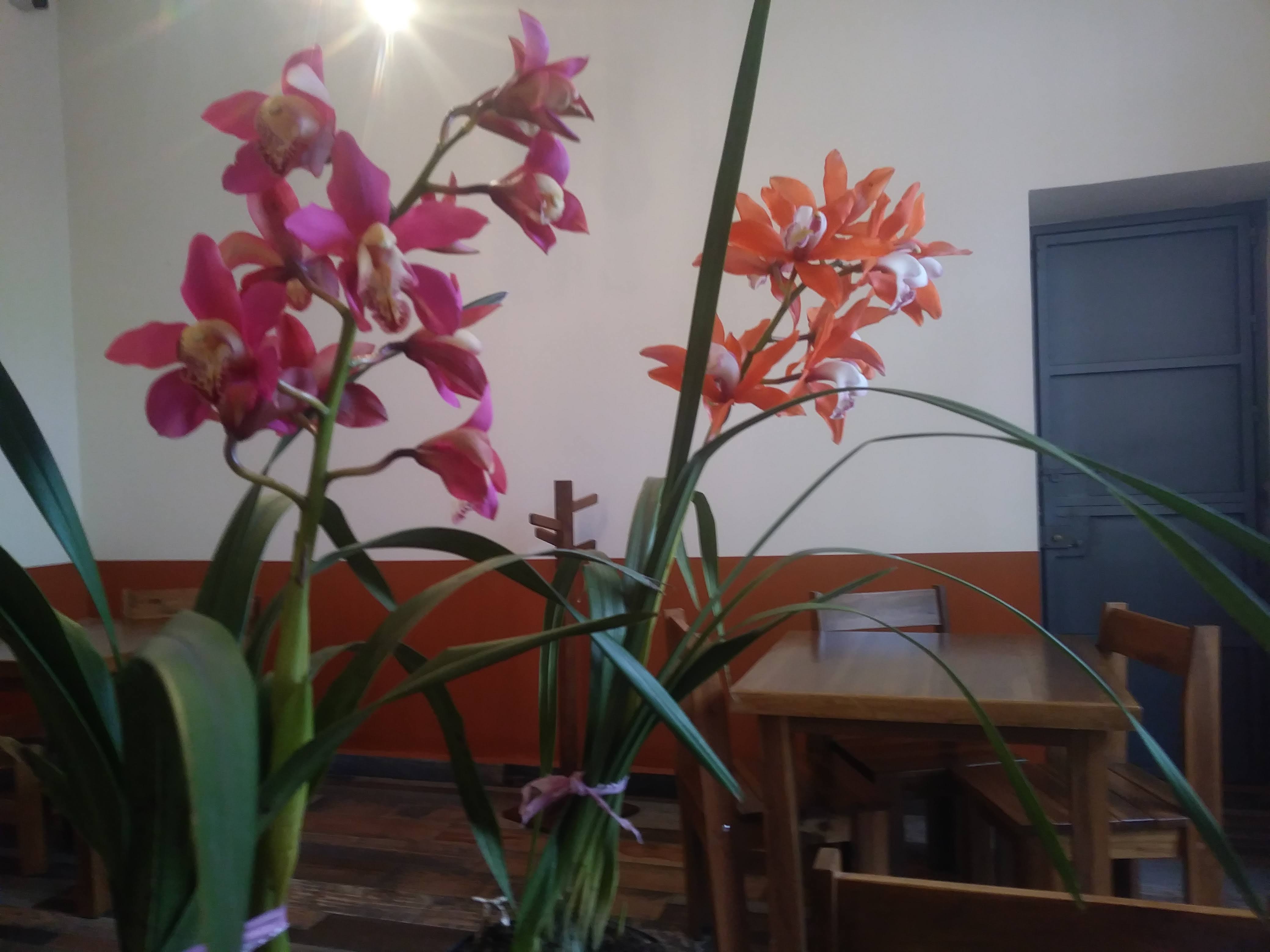 Restaurante El Colibrí image 6