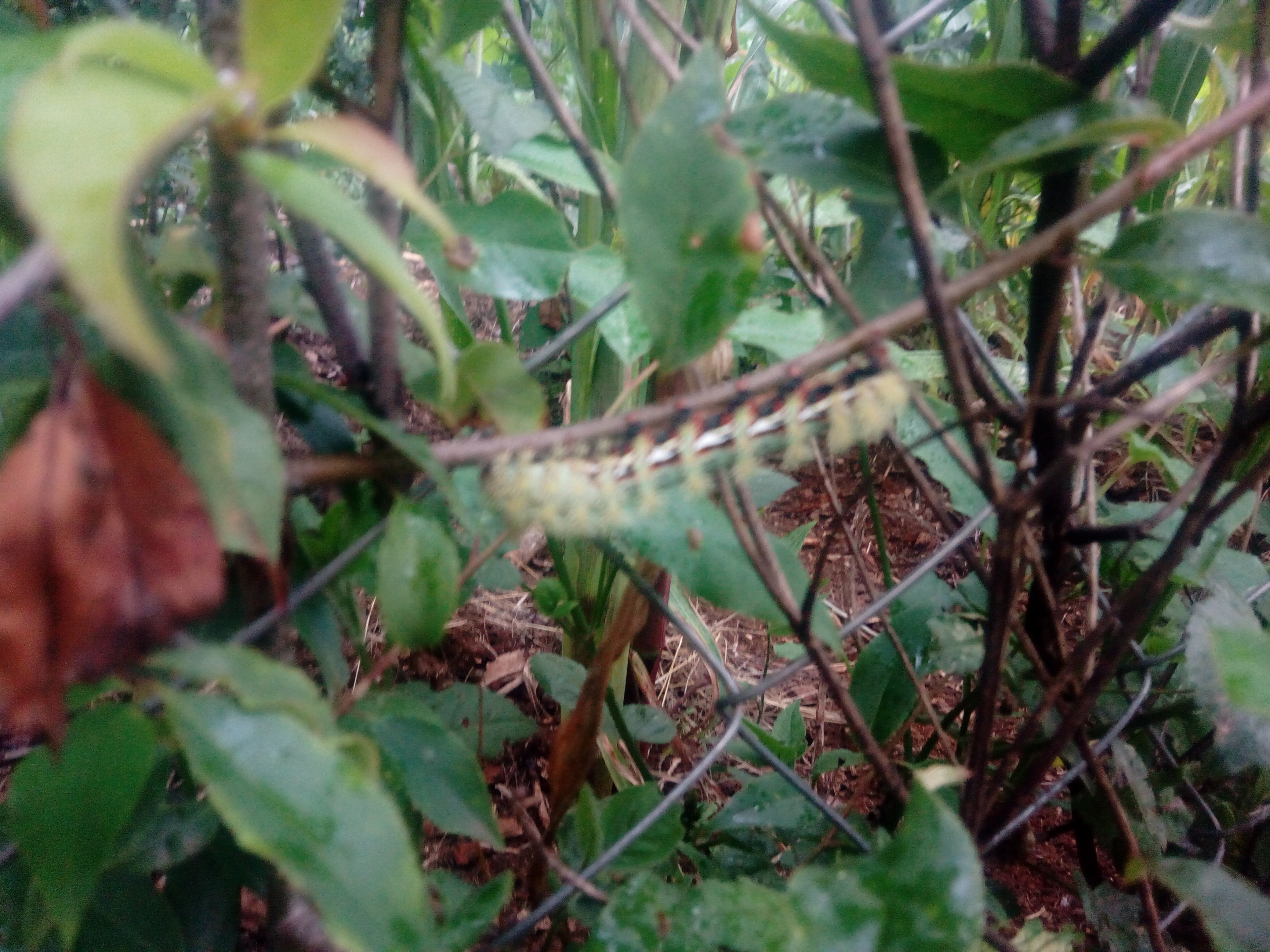 Restaurant El Patio image 5
