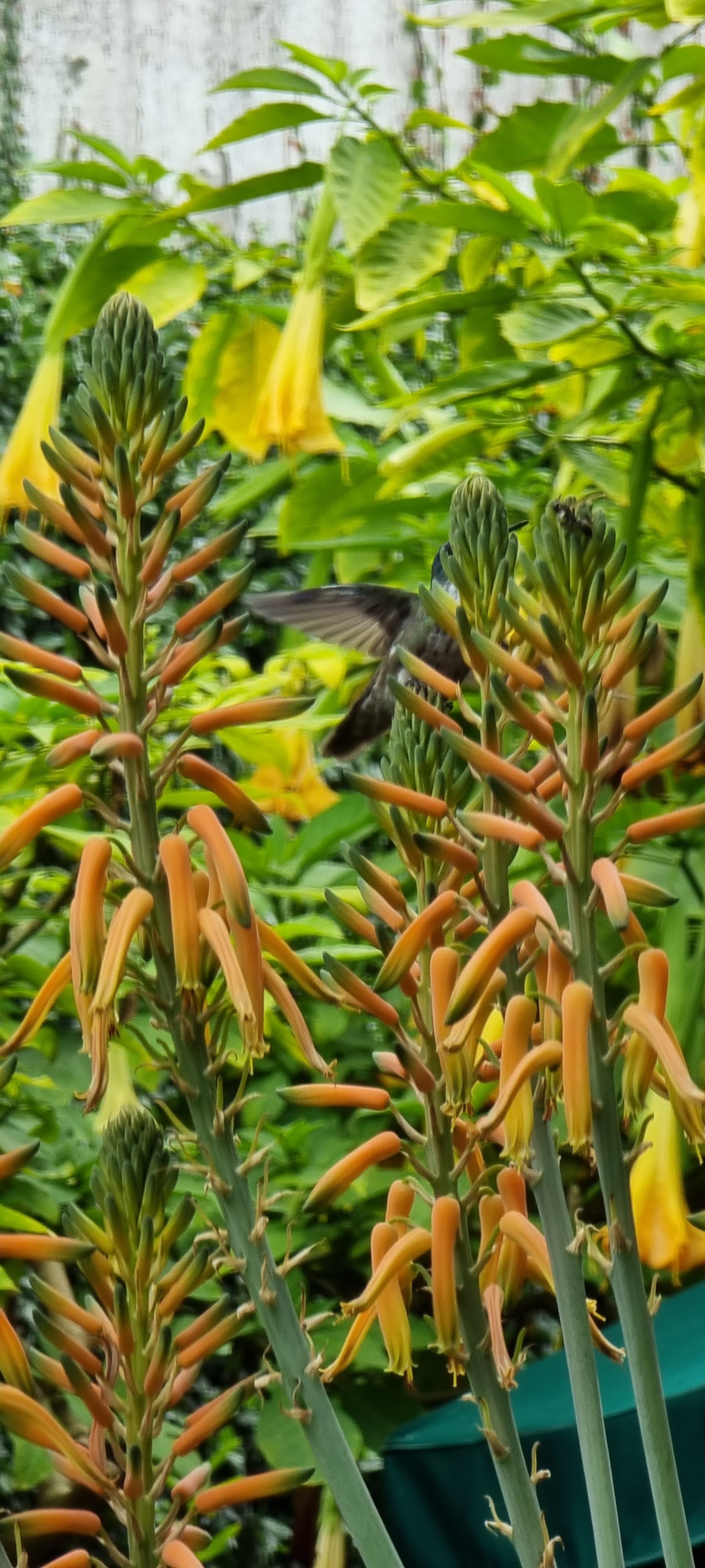 Restaurante "Mi casa" image 10