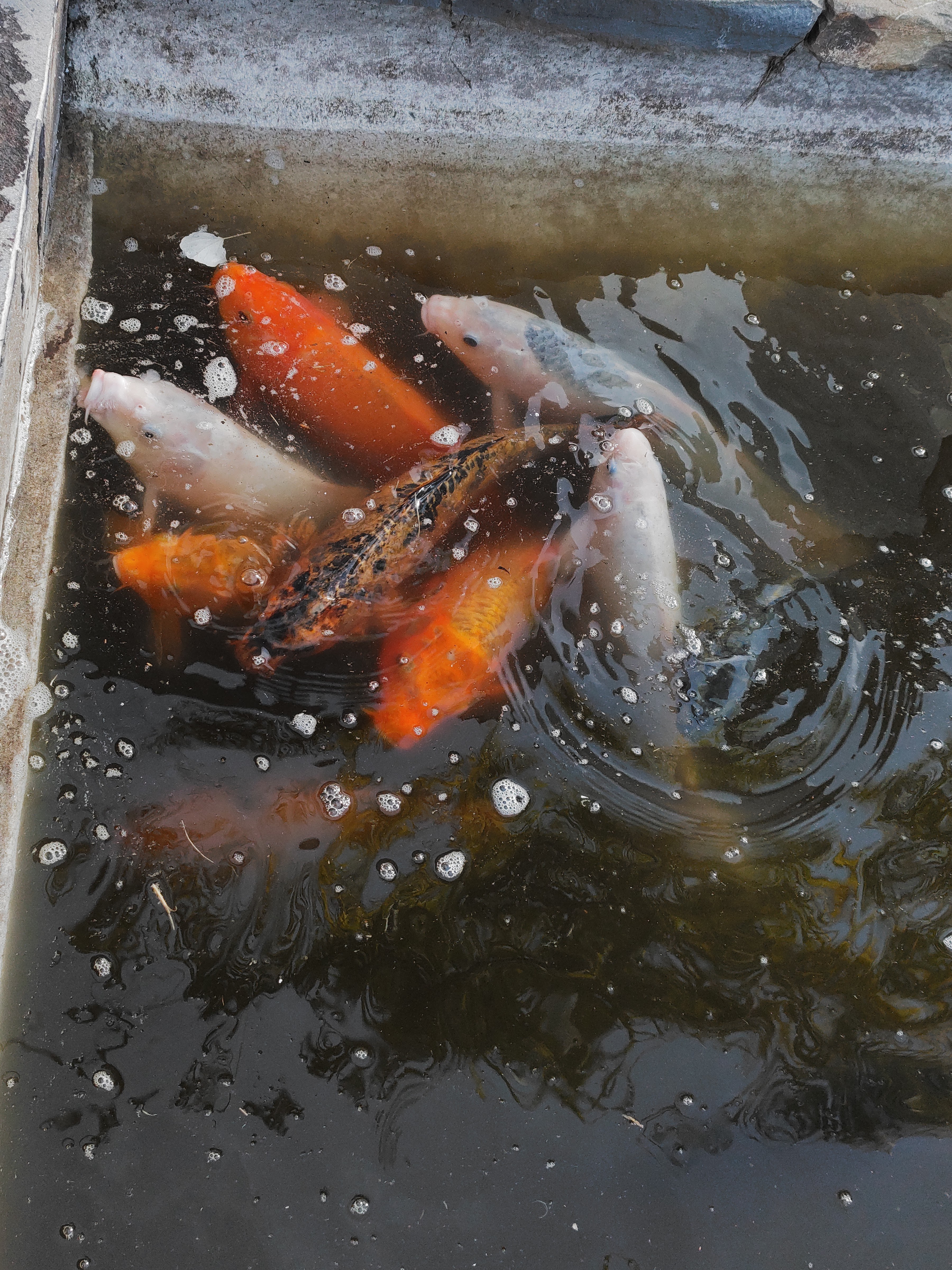 Restaurante & Salón San Pedro Huaquilpan image 4