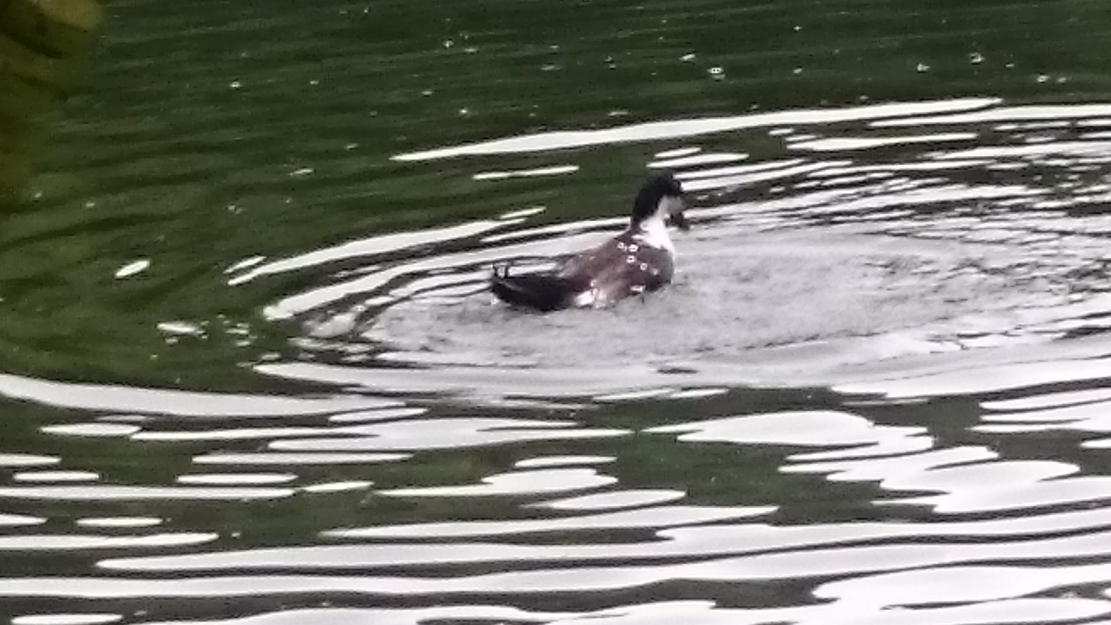 Restaurante Arco Iris image 5