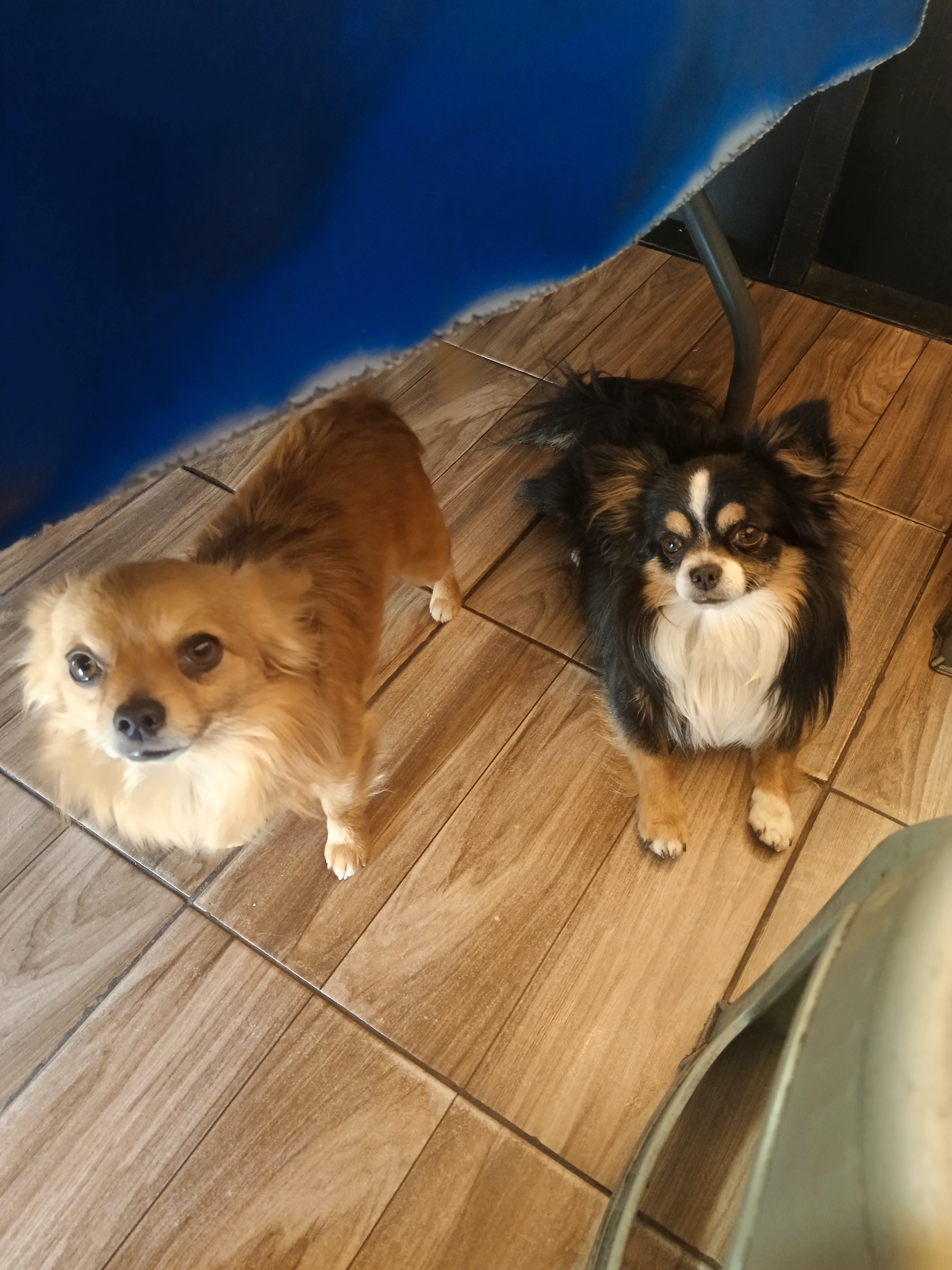 Taquería El Primo image 10