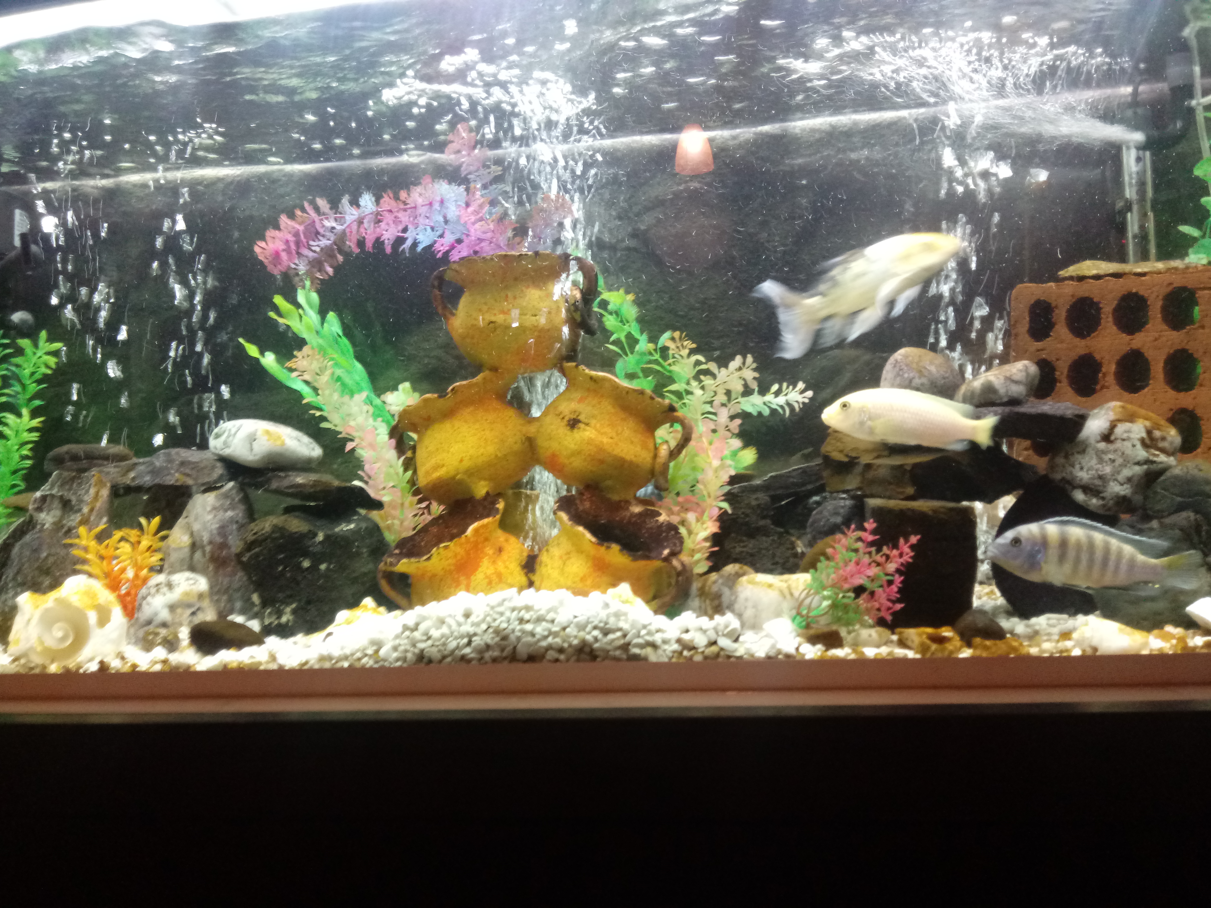 SALAMANDRA"CAFE-RESTAURANTE" image 2