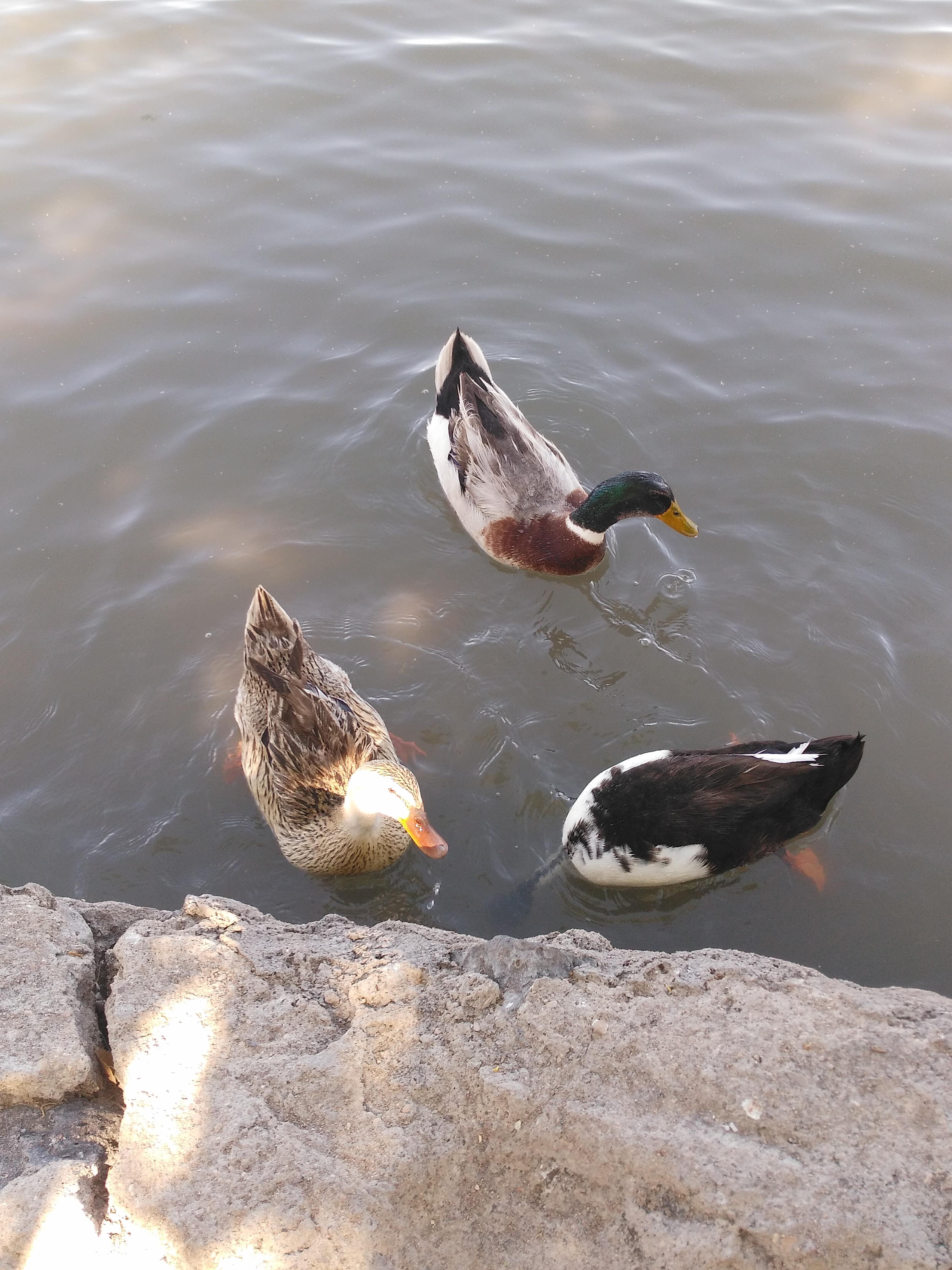 Restaurant Eskilandia image 3