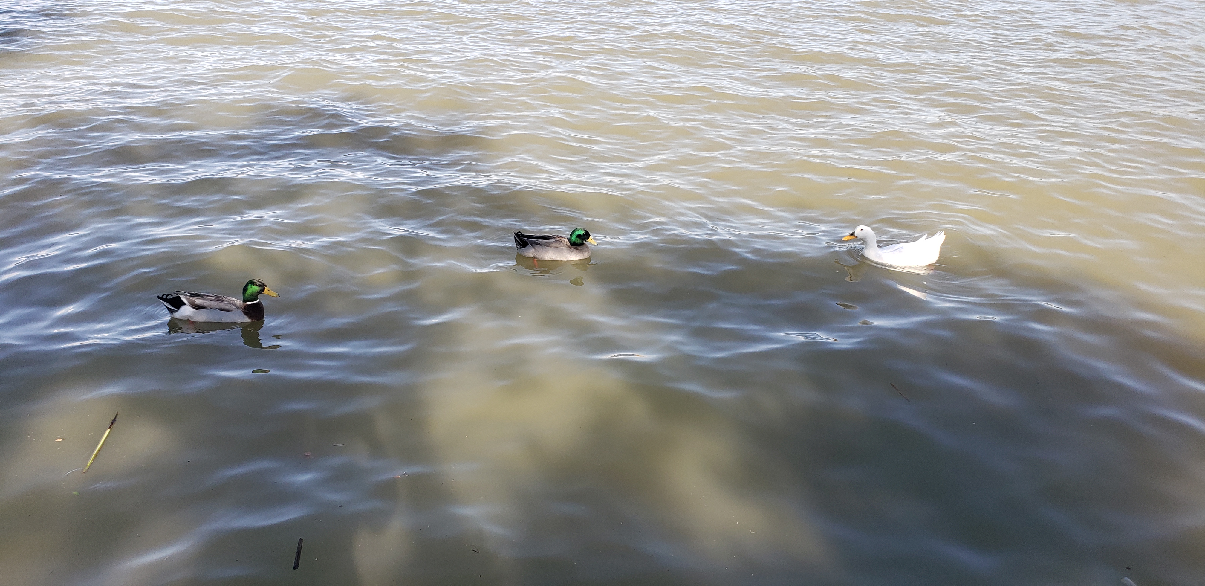 Restaurant Eskilandia image 5