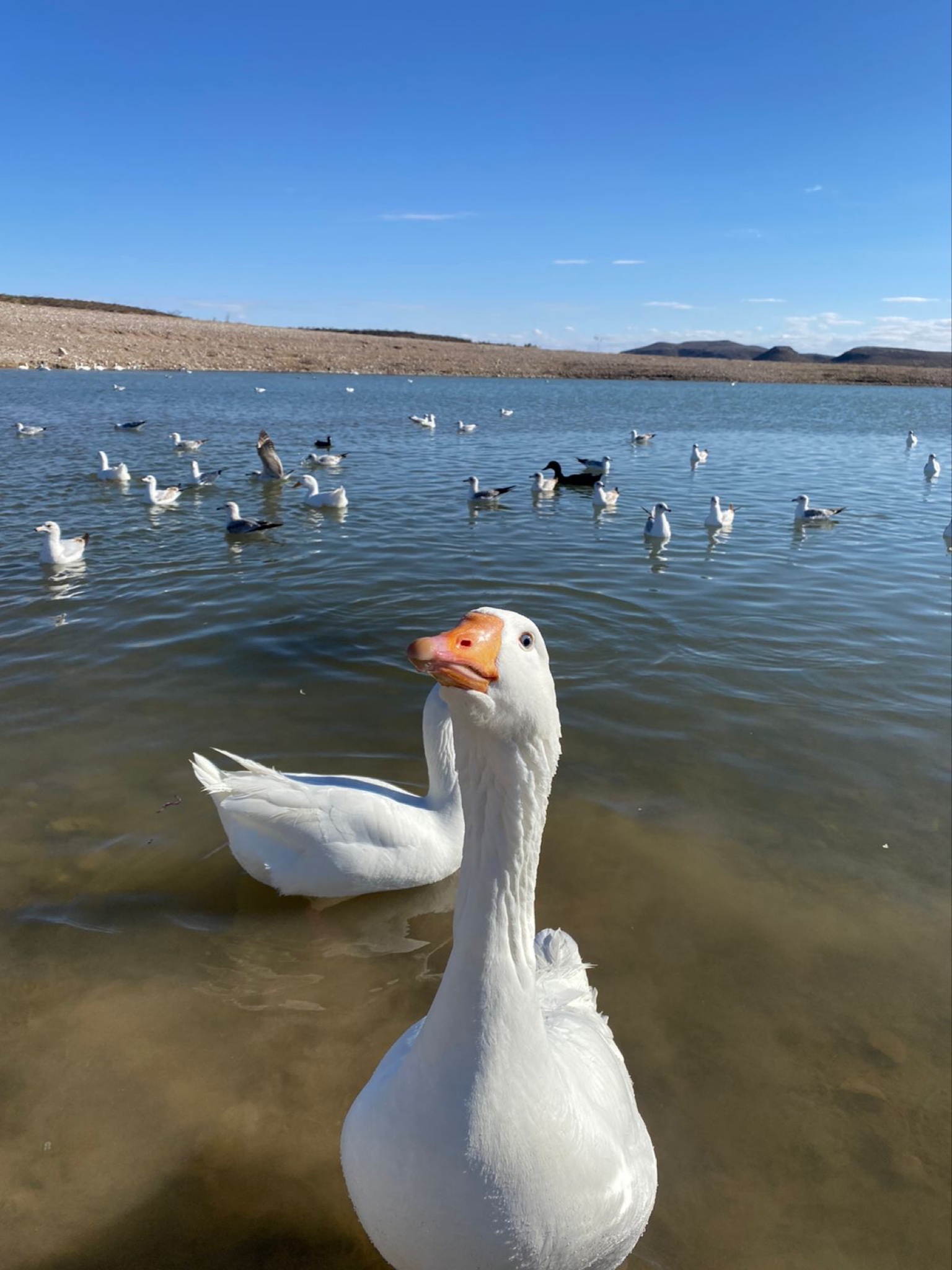 Del Pescador image 5