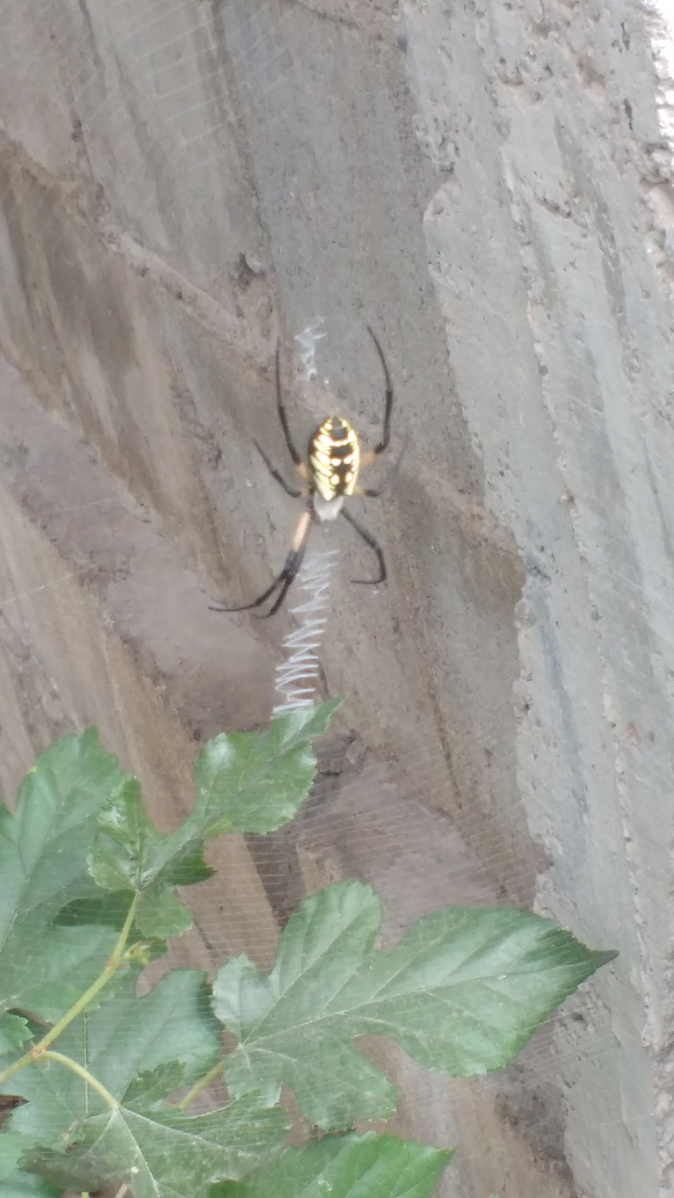 BURRITOS CHIHUAHUA image 10