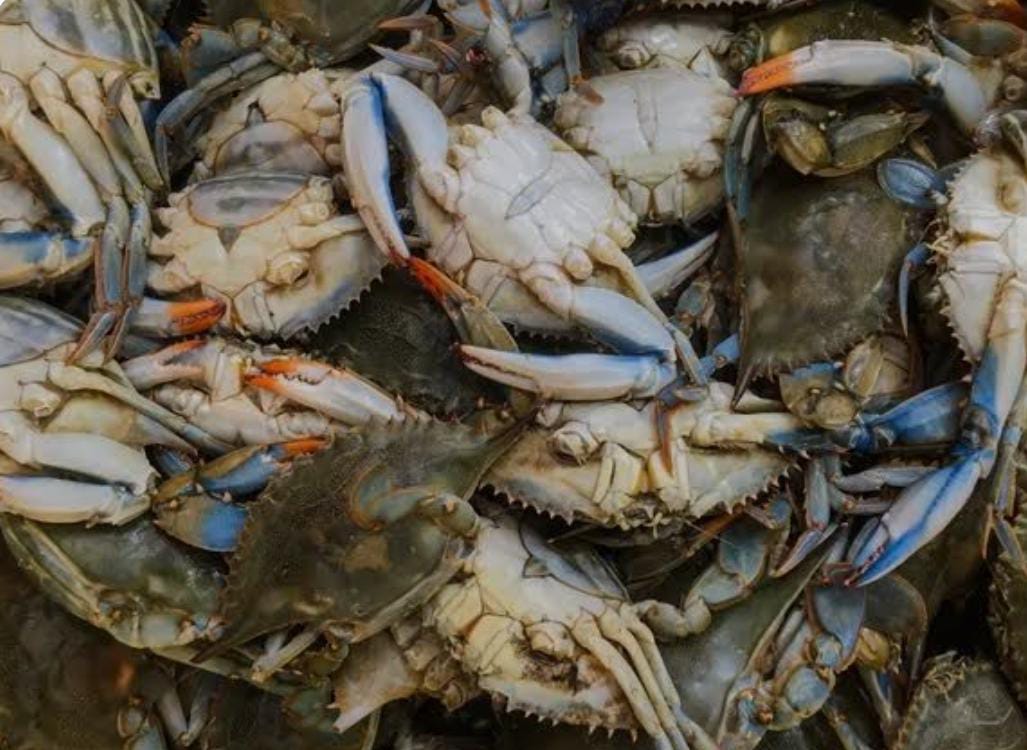 Pescados y mariscos "HERNANDEZ " image 2