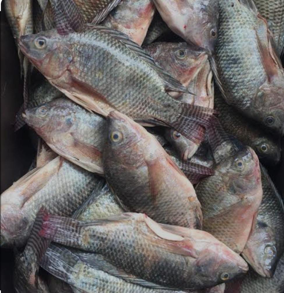 Pescados y mariscos "HERNANDEZ " image 4