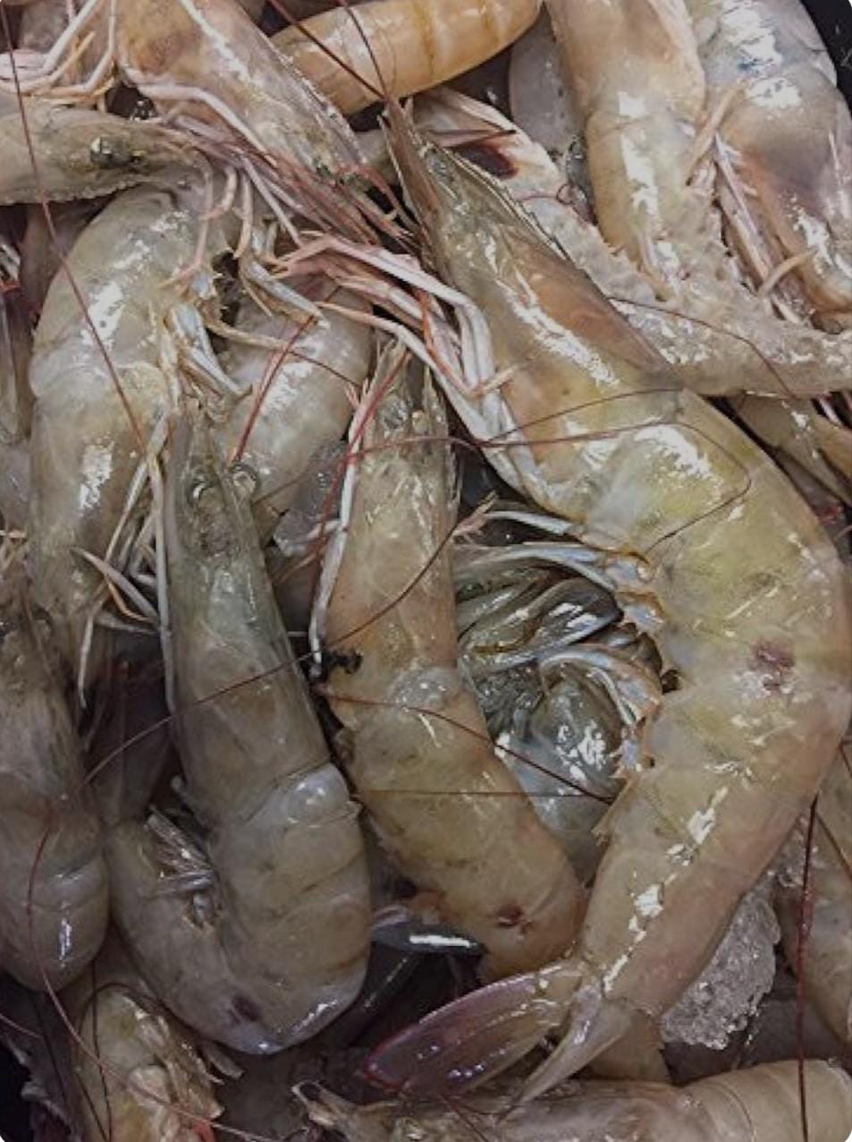 Pescados y mariscos "HERNANDEZ " image 6