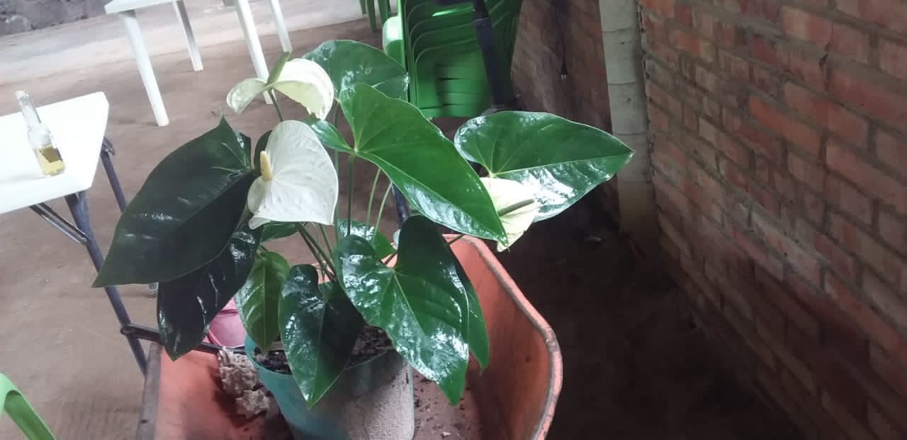 Comedor La More image 10