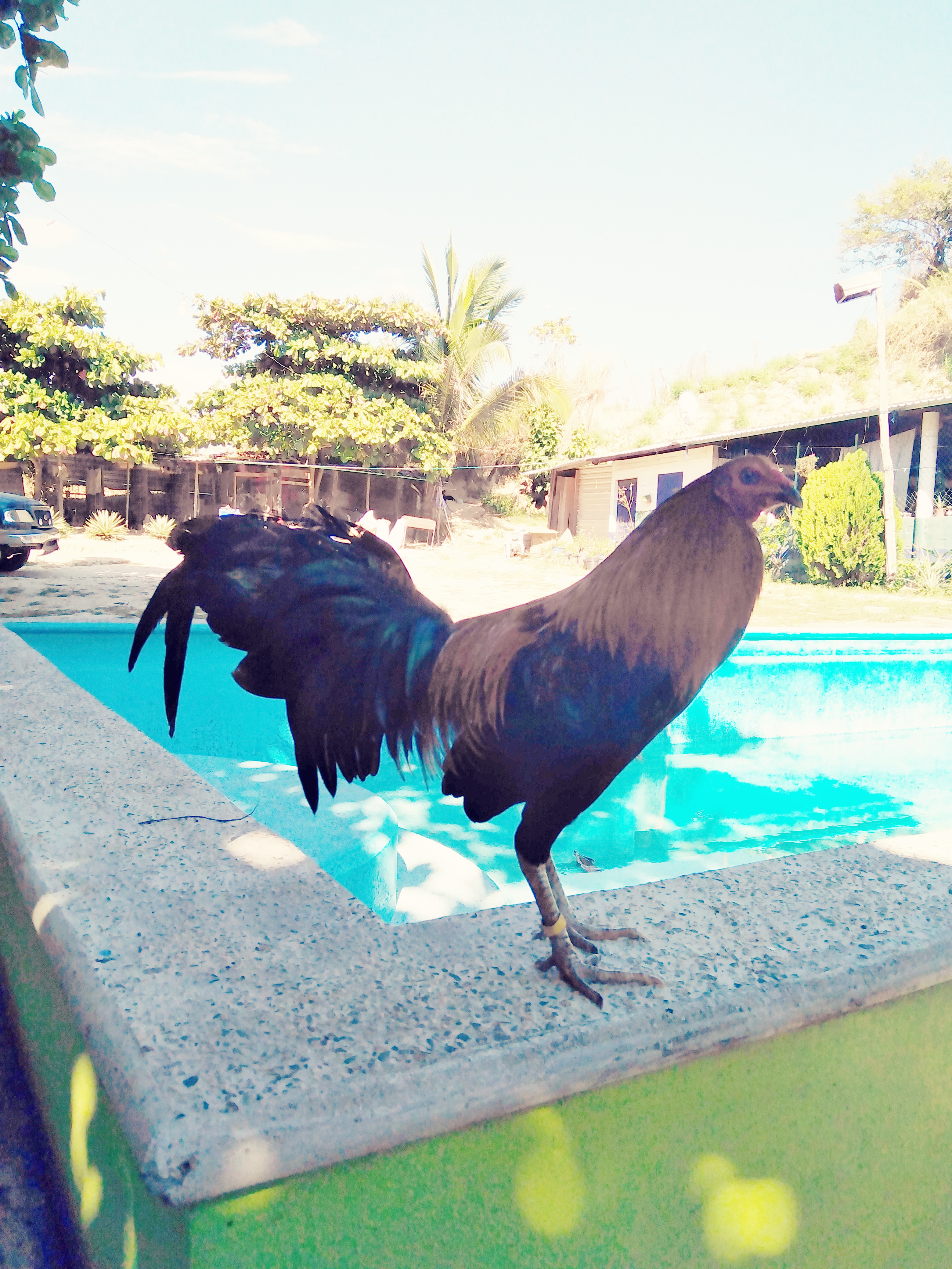 Restaurant Bar Cabaña El Zorro image 4