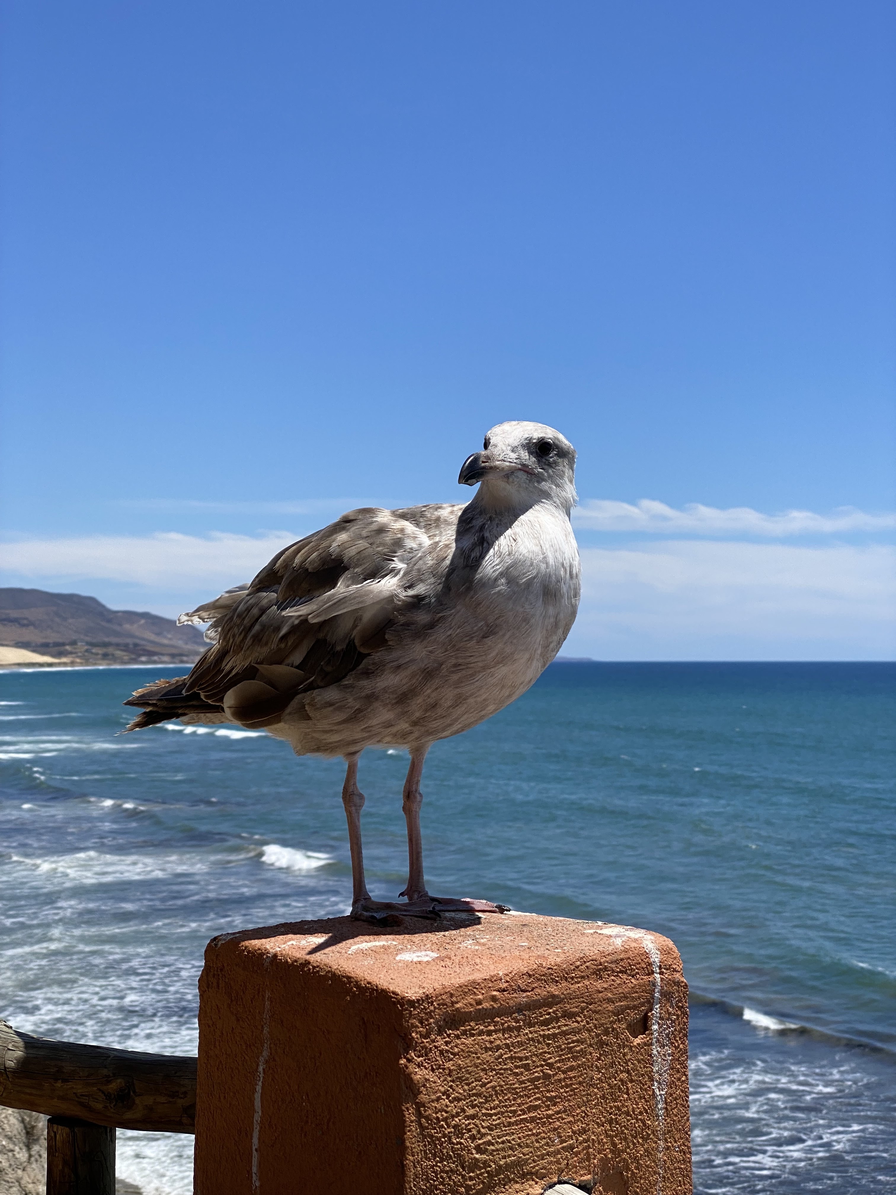 Olas del Mar image 6
