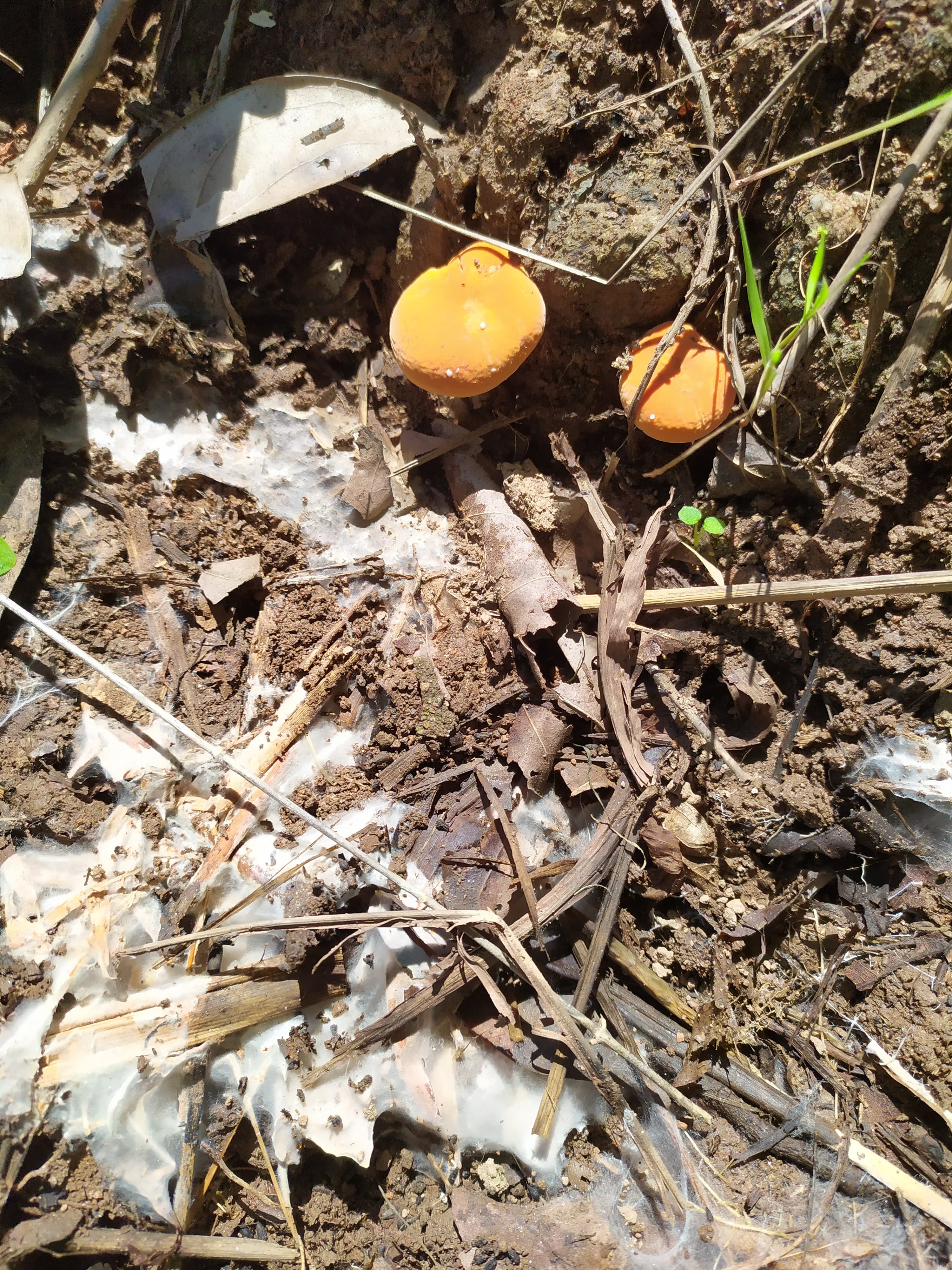 Suljaa' w'aa nantquie image 4