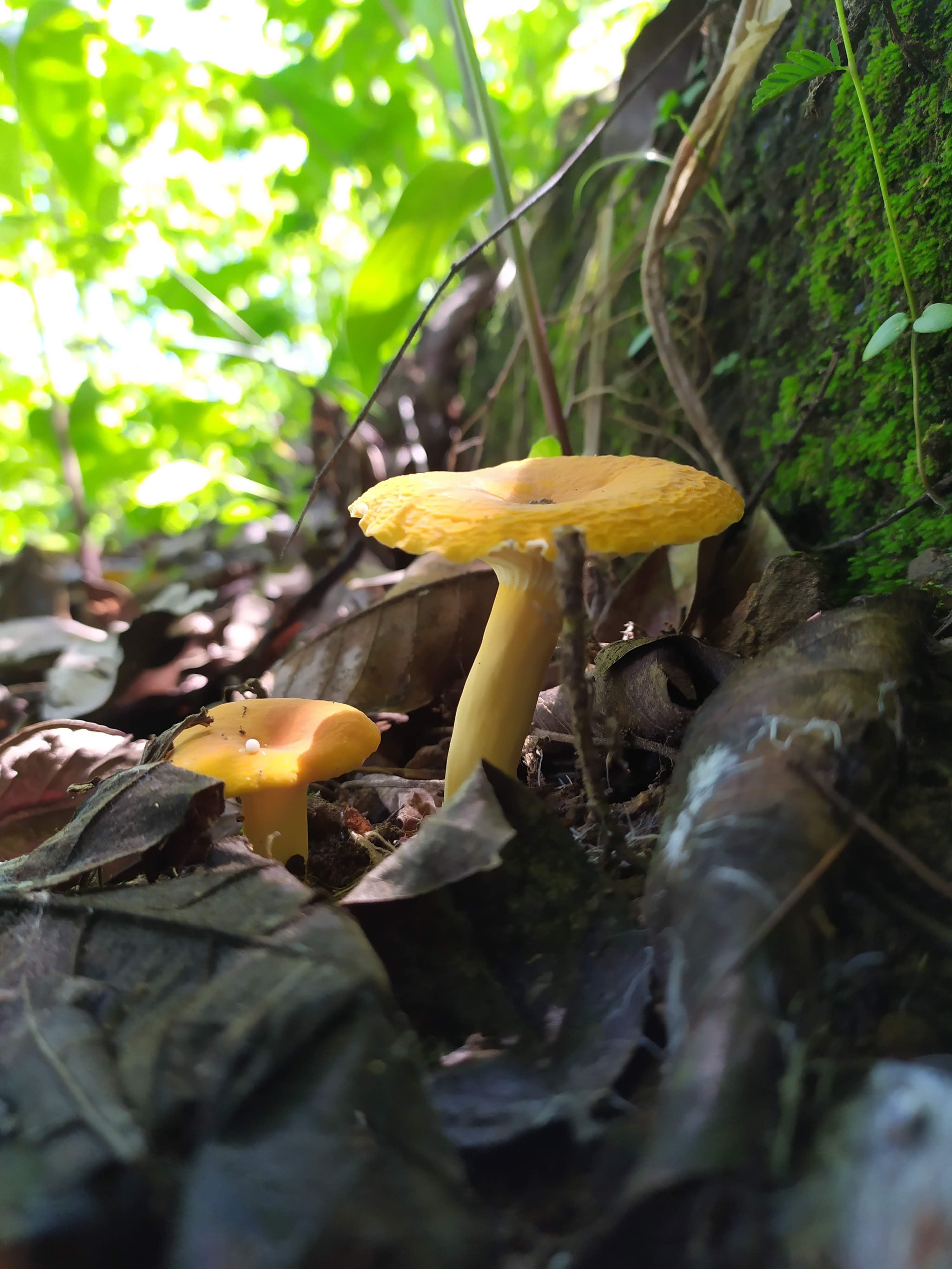 Suljaa' w'aa nantquie image 8