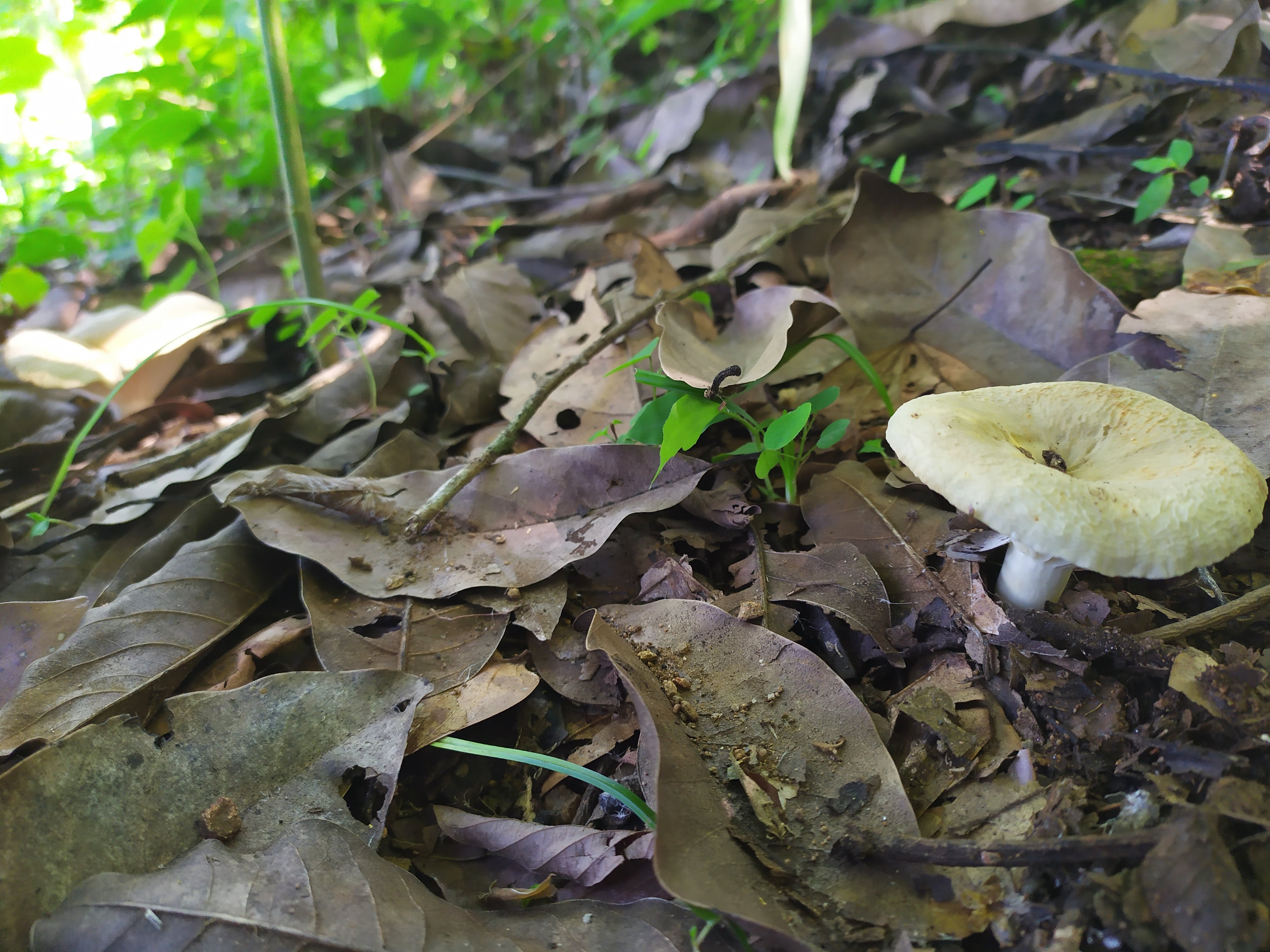 Suljaa' w'aa nantquie image 9