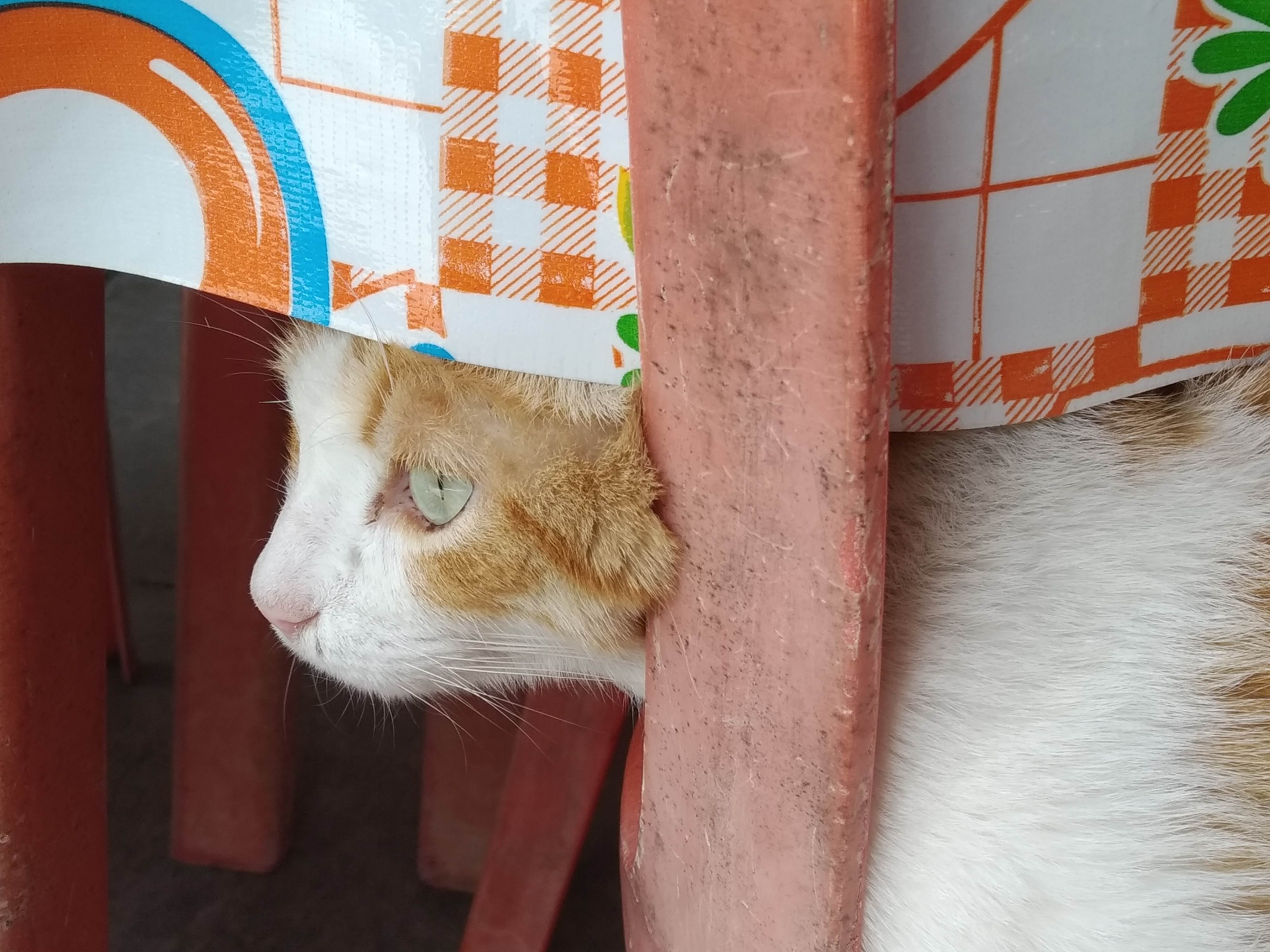 Restaurante La Pasadita image 10