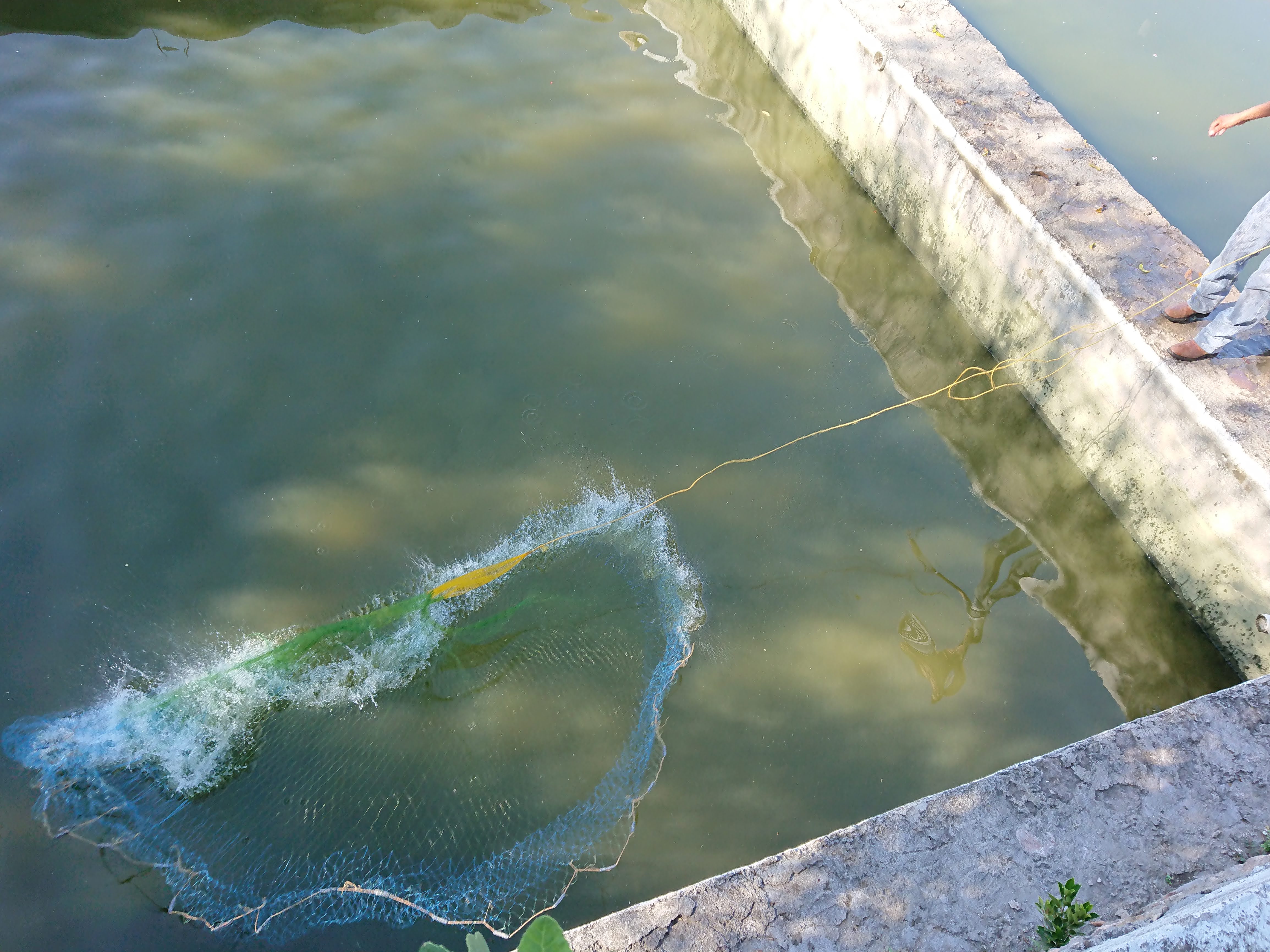Restaurante "Rincón Paraiso" (Mojarras) image 4