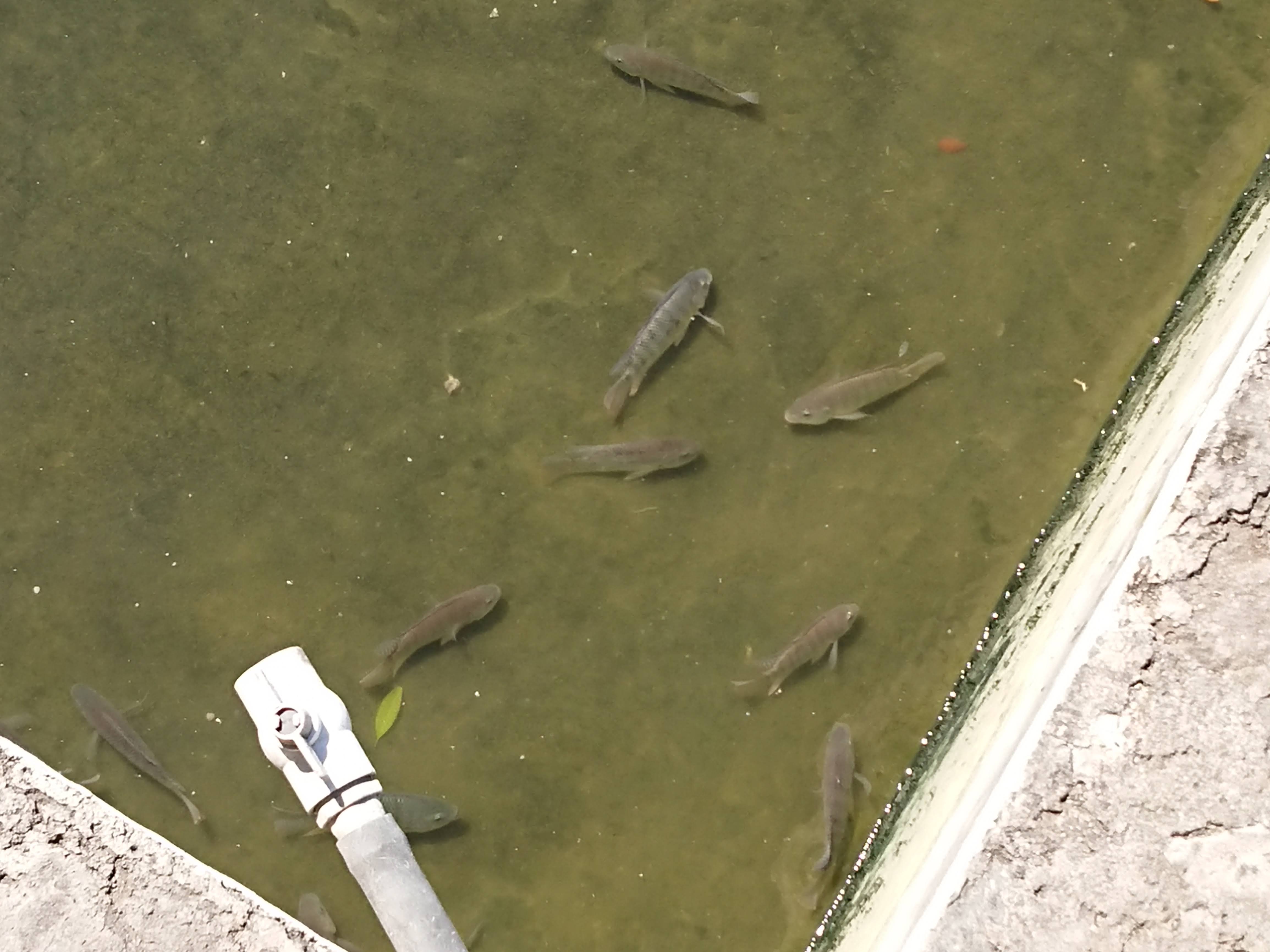 Restaurante "Rincón Paraiso" (Mojarras) image 9