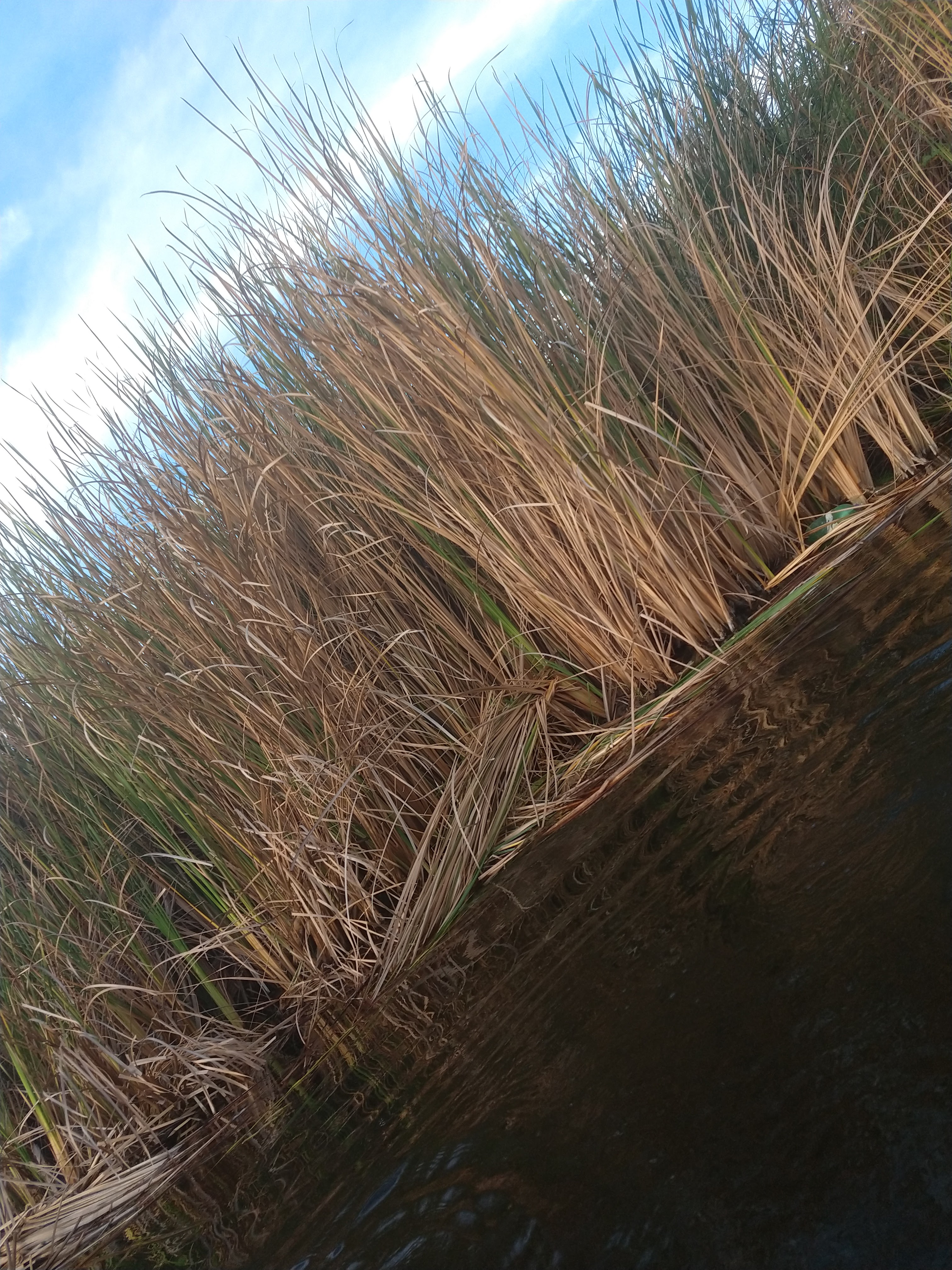 Restaurante Palapa Los Manguitos image 8