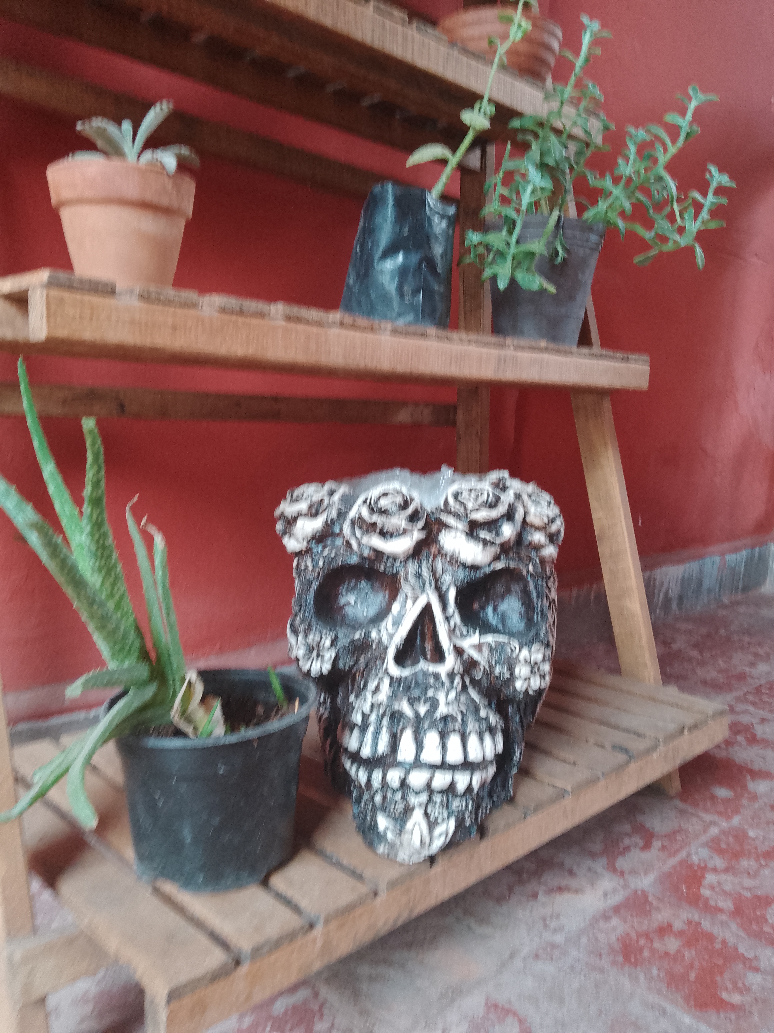 Trompitos DADIDA'S image 5