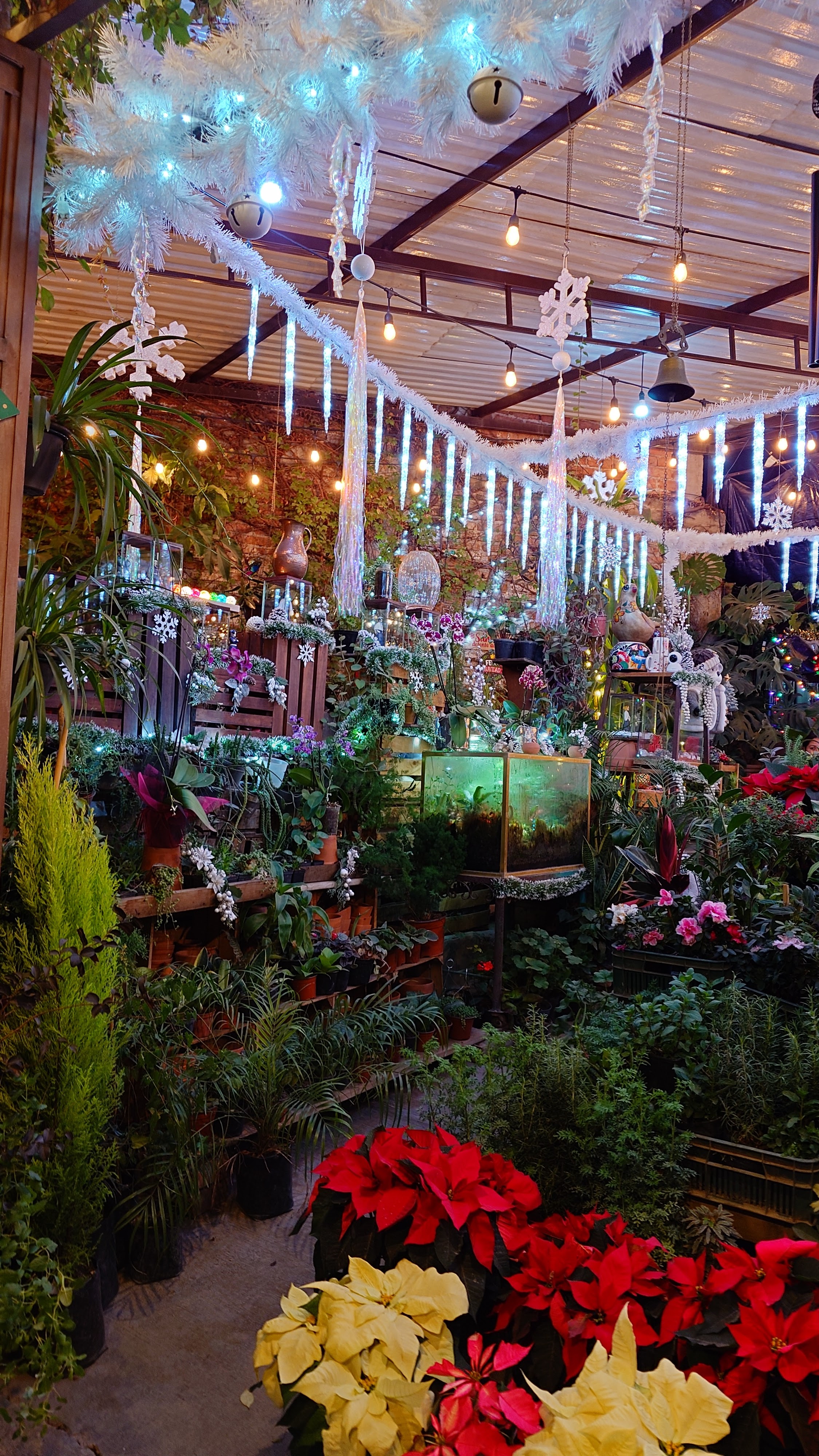 Tradiciones image 10