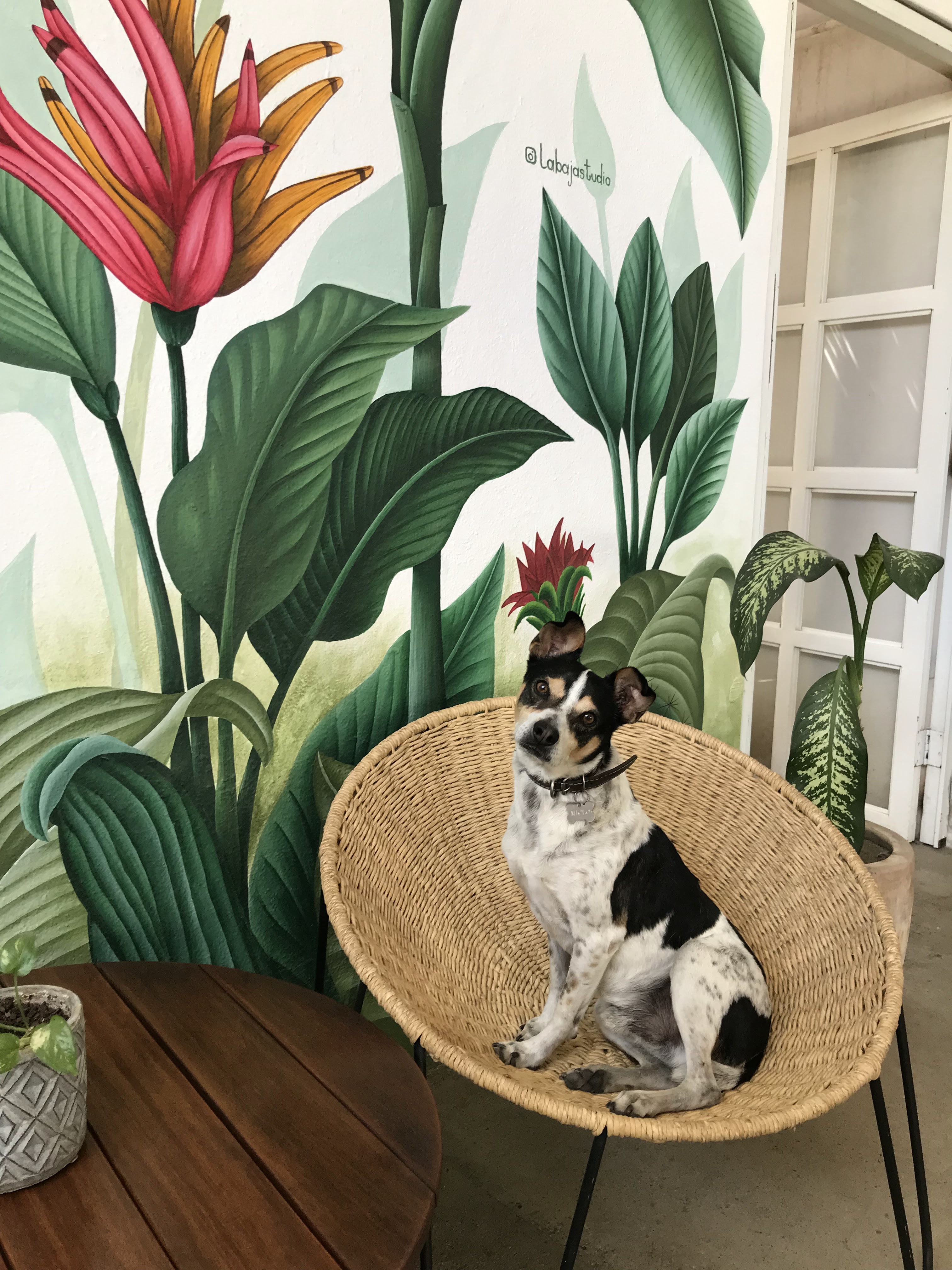 Antigua Café image 4