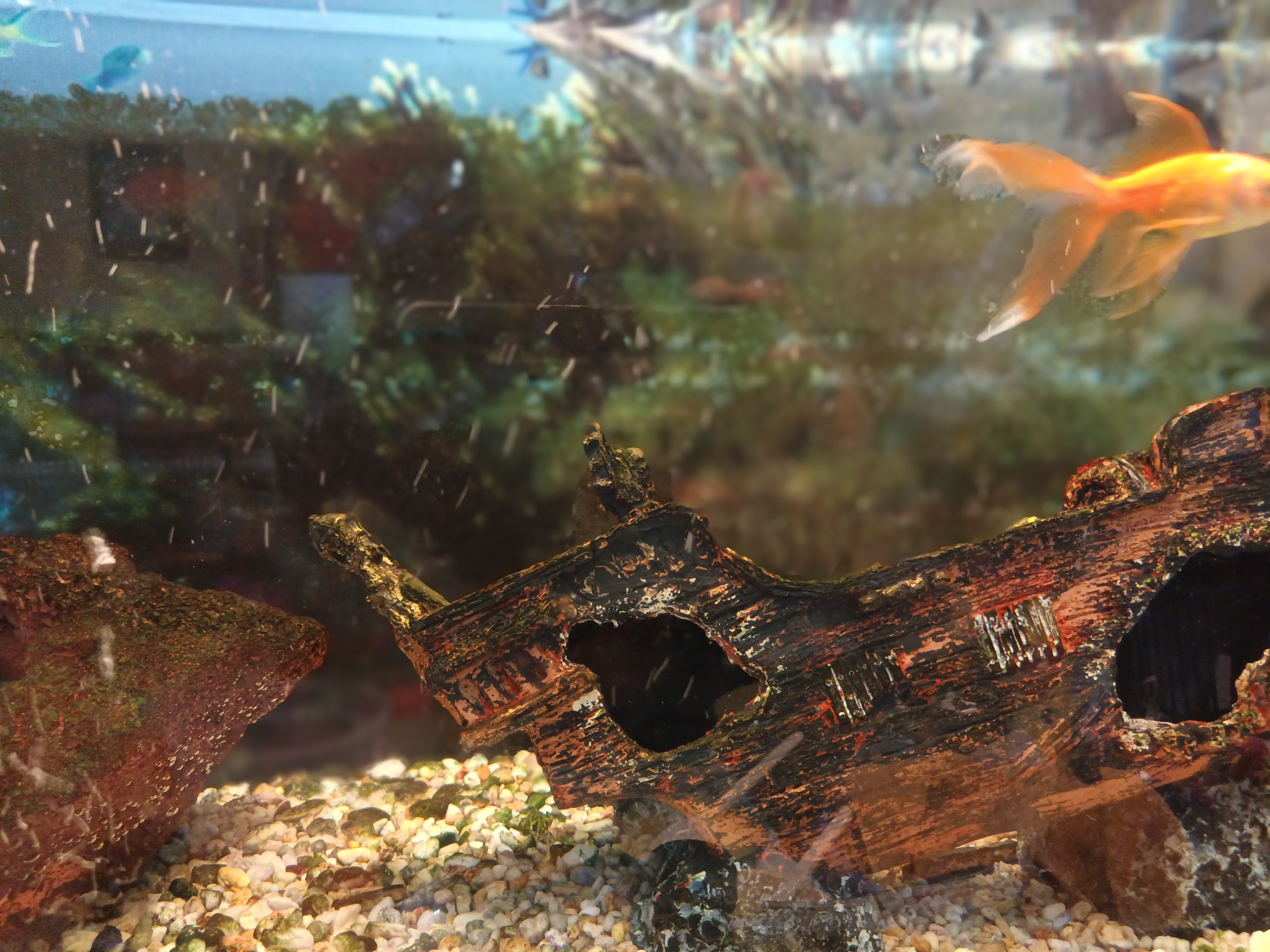 La Costa chica image 7