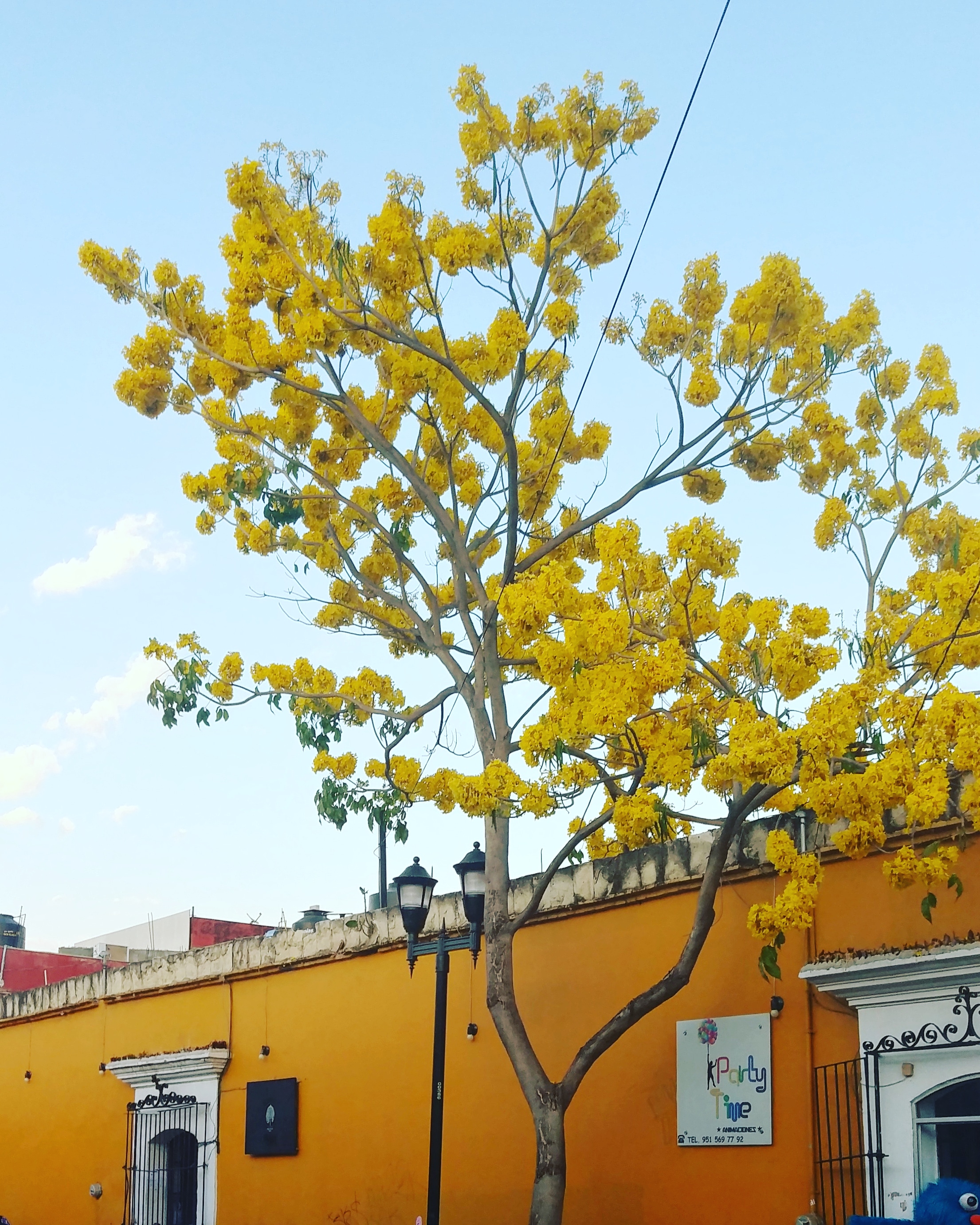 Restaurante El Zaguán image 9