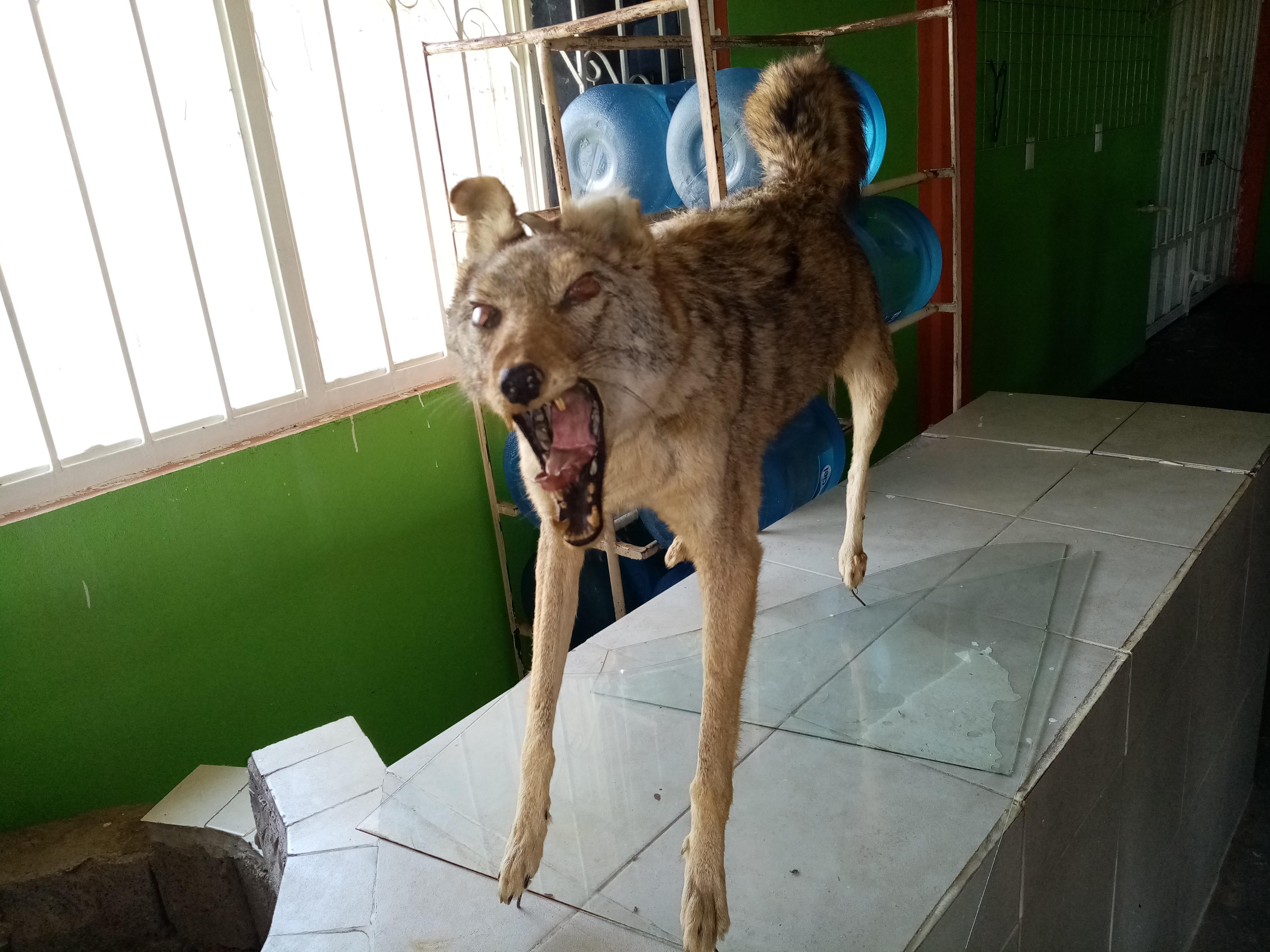 EL DIVINO NIÑO TRAILERO image 8