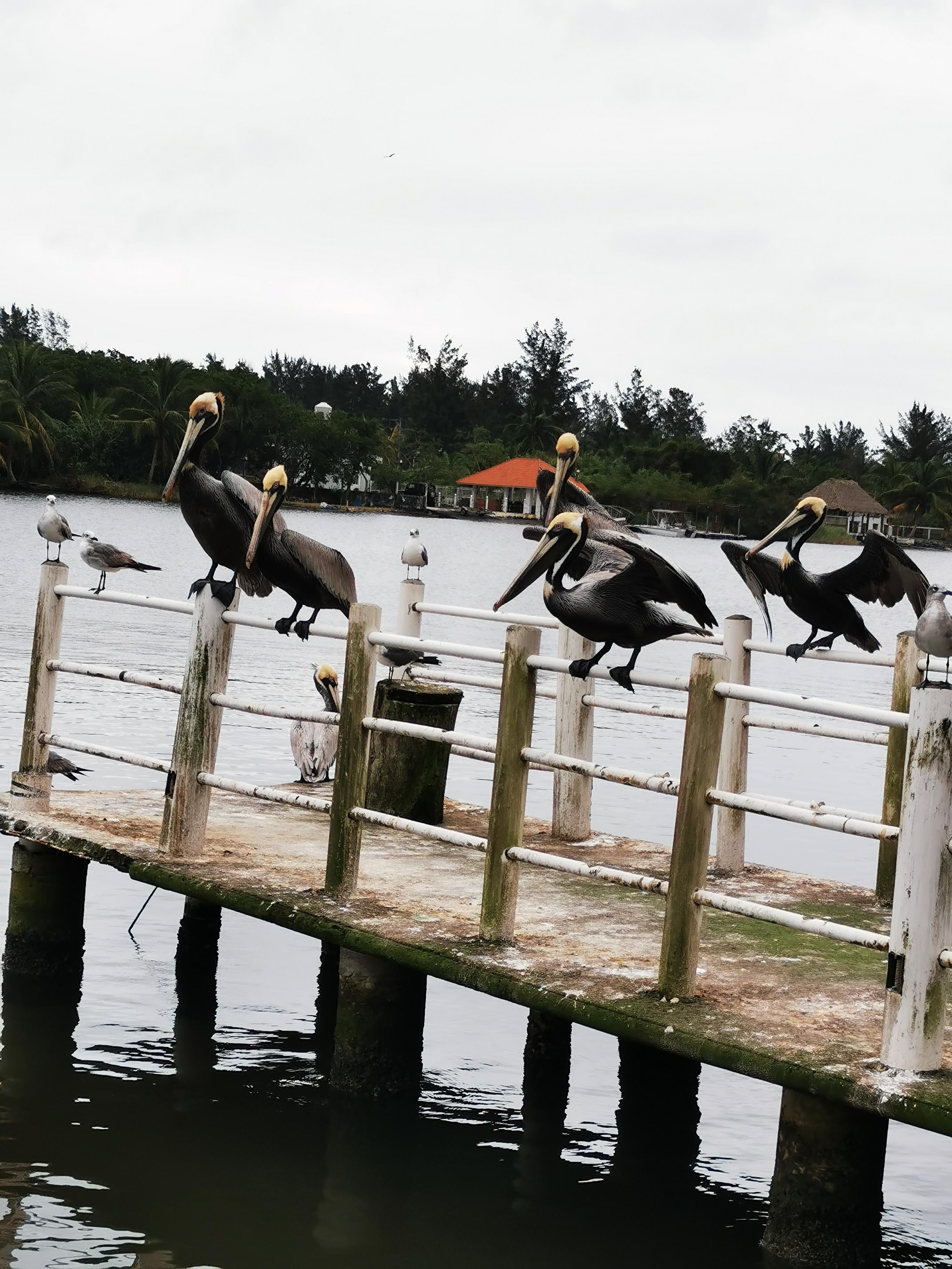 Restaurant Maries image 5