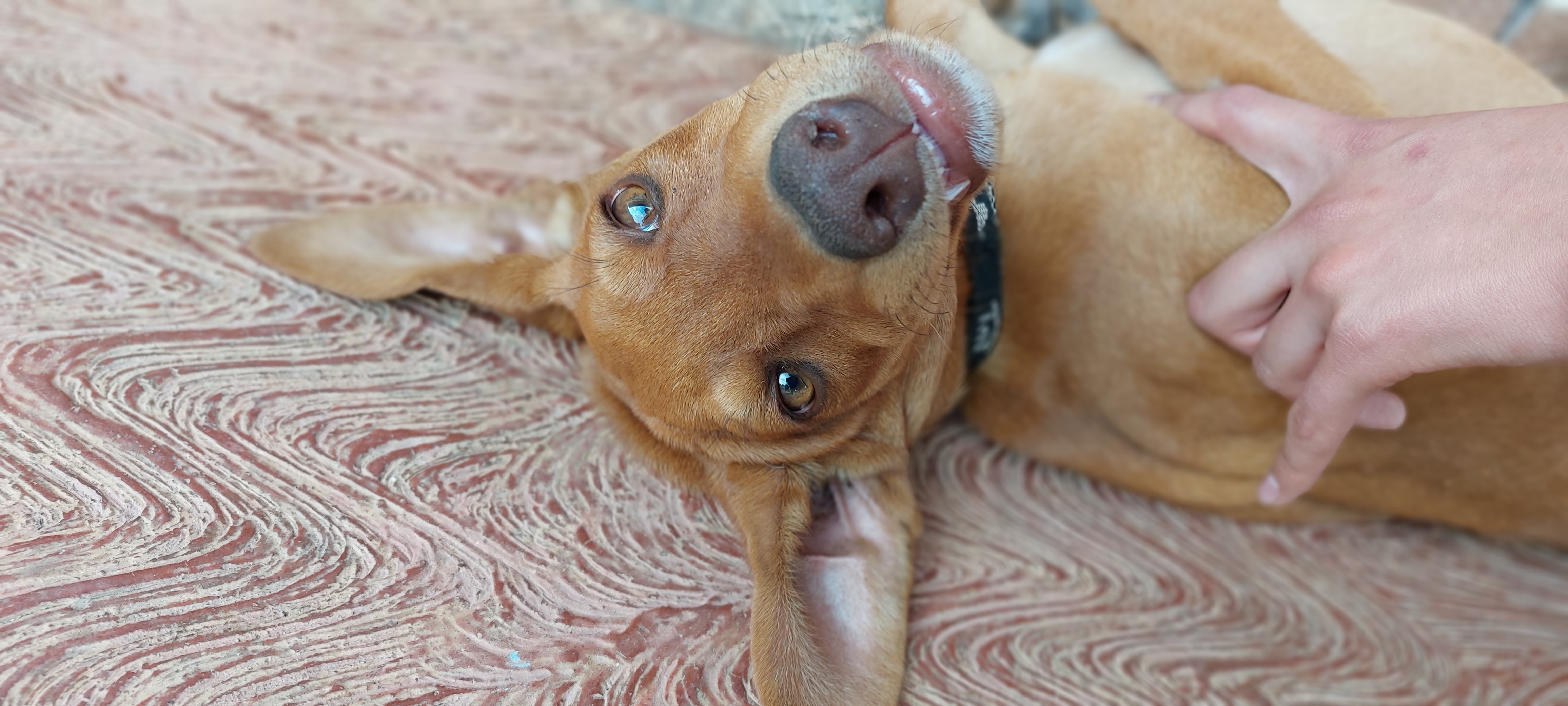 El Rincón del Huarache image 4