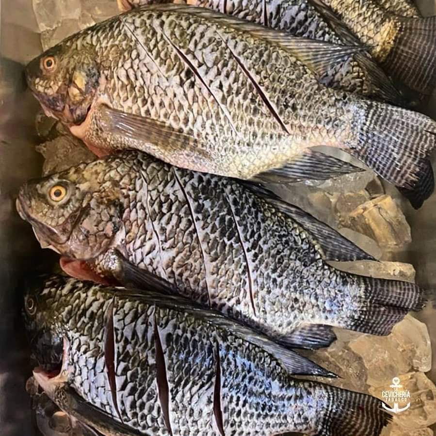 Mary'scos Cupíl image 1