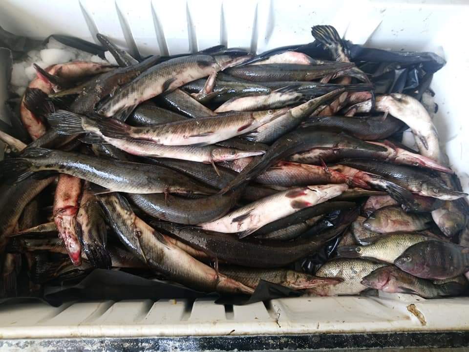 Mary'scos Cupíl image 3