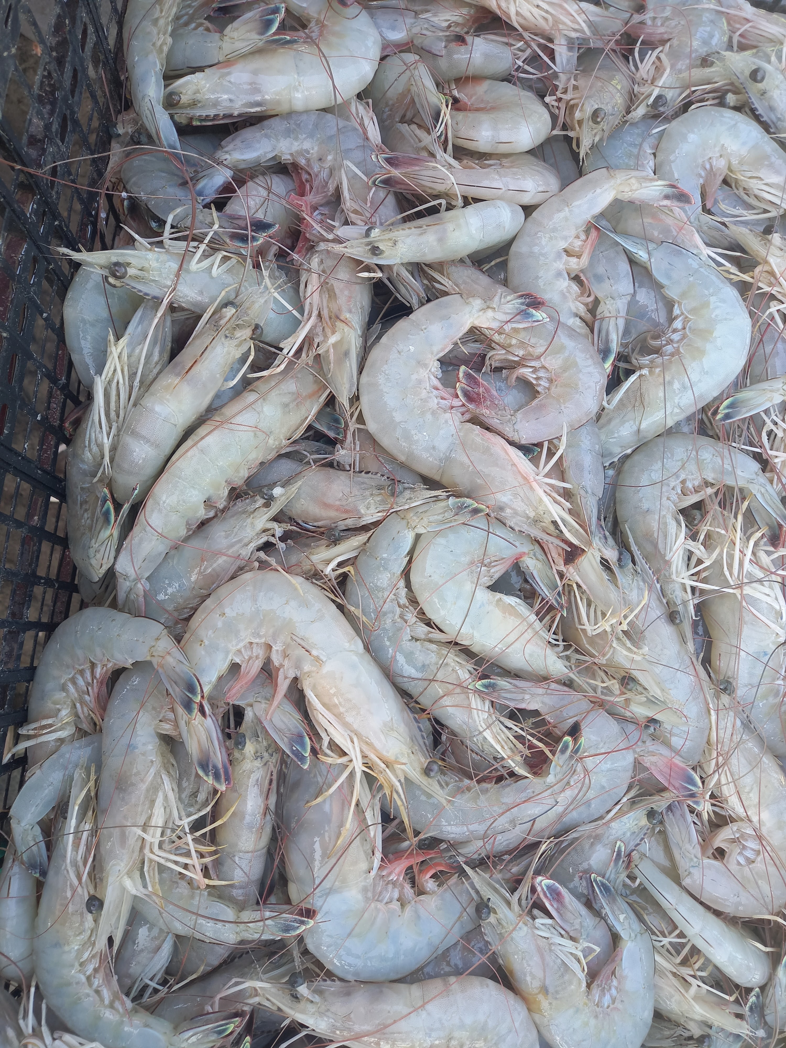 Mary'scos Cupíl image 5