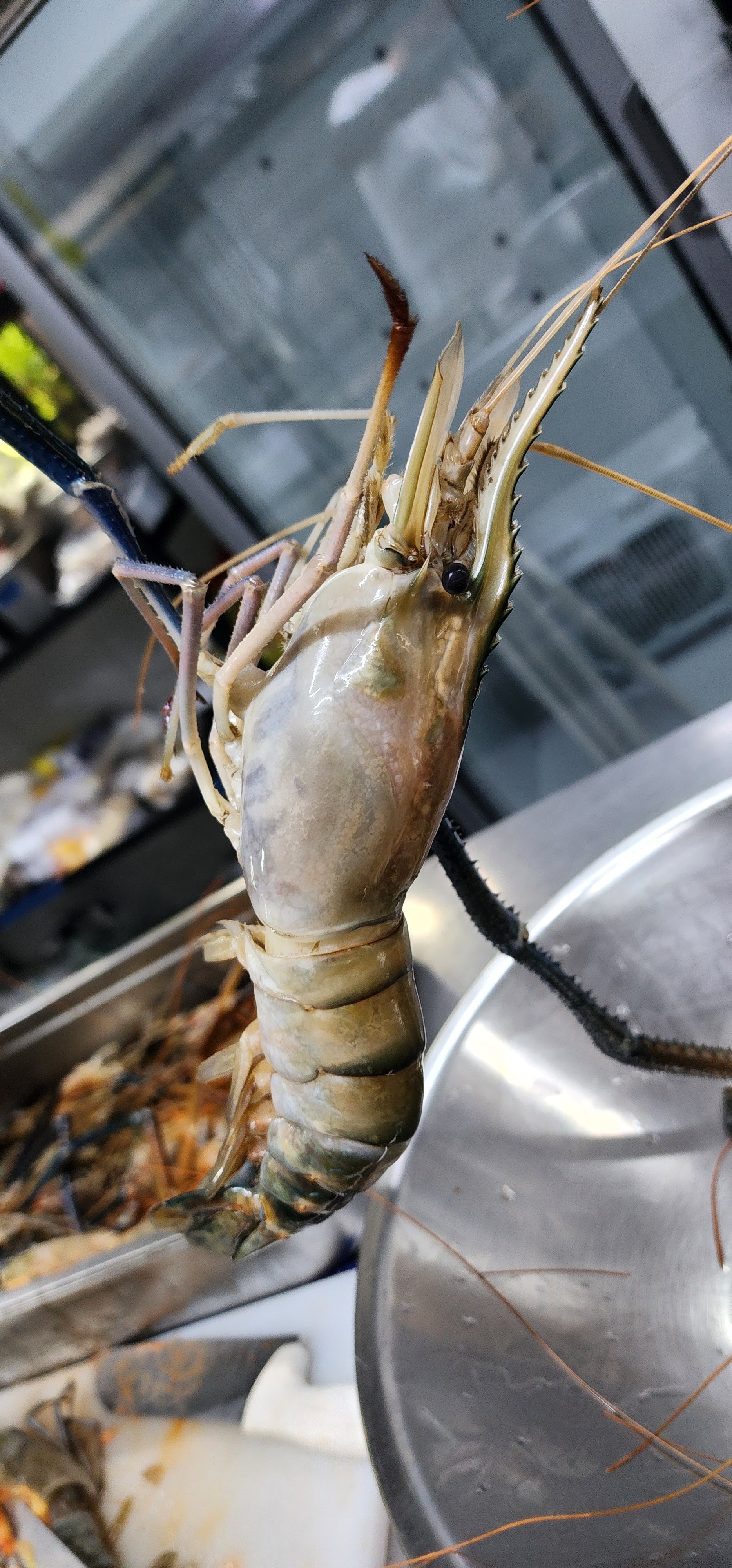 CASA REGINA Cafe Restaurant image 9