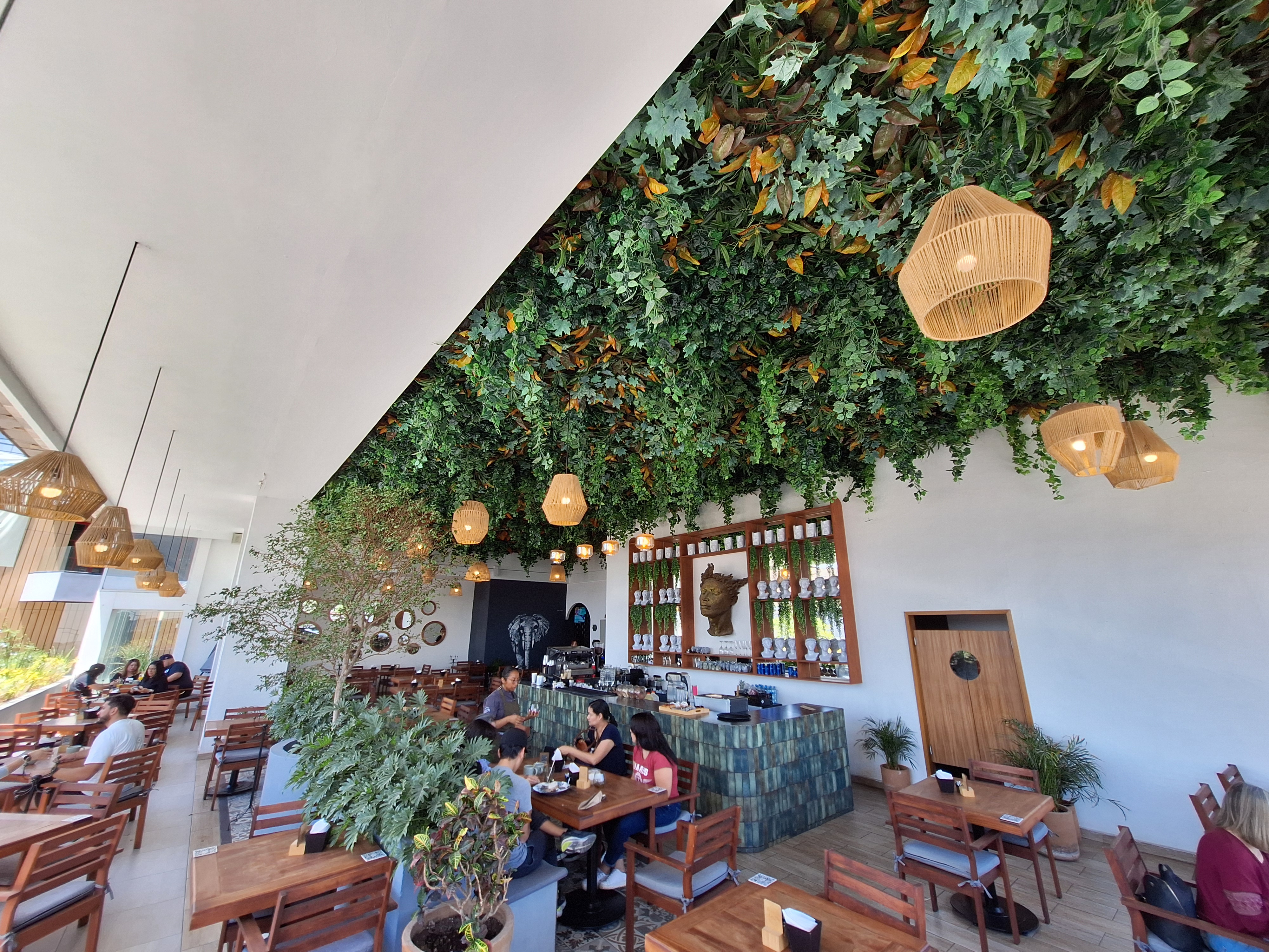 Pata de Elefante Sur image 3