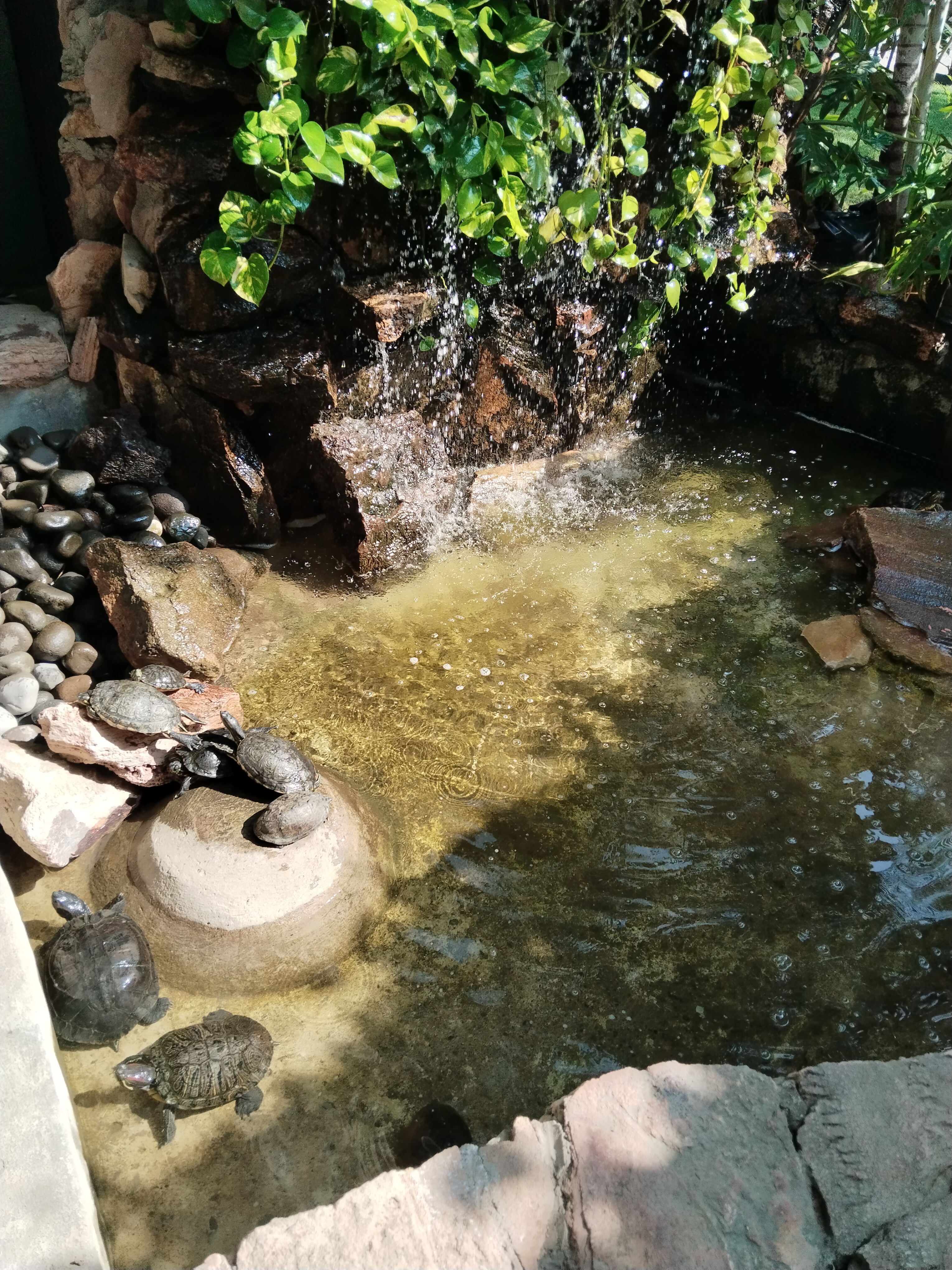 La Plantería Vivero Café image 6