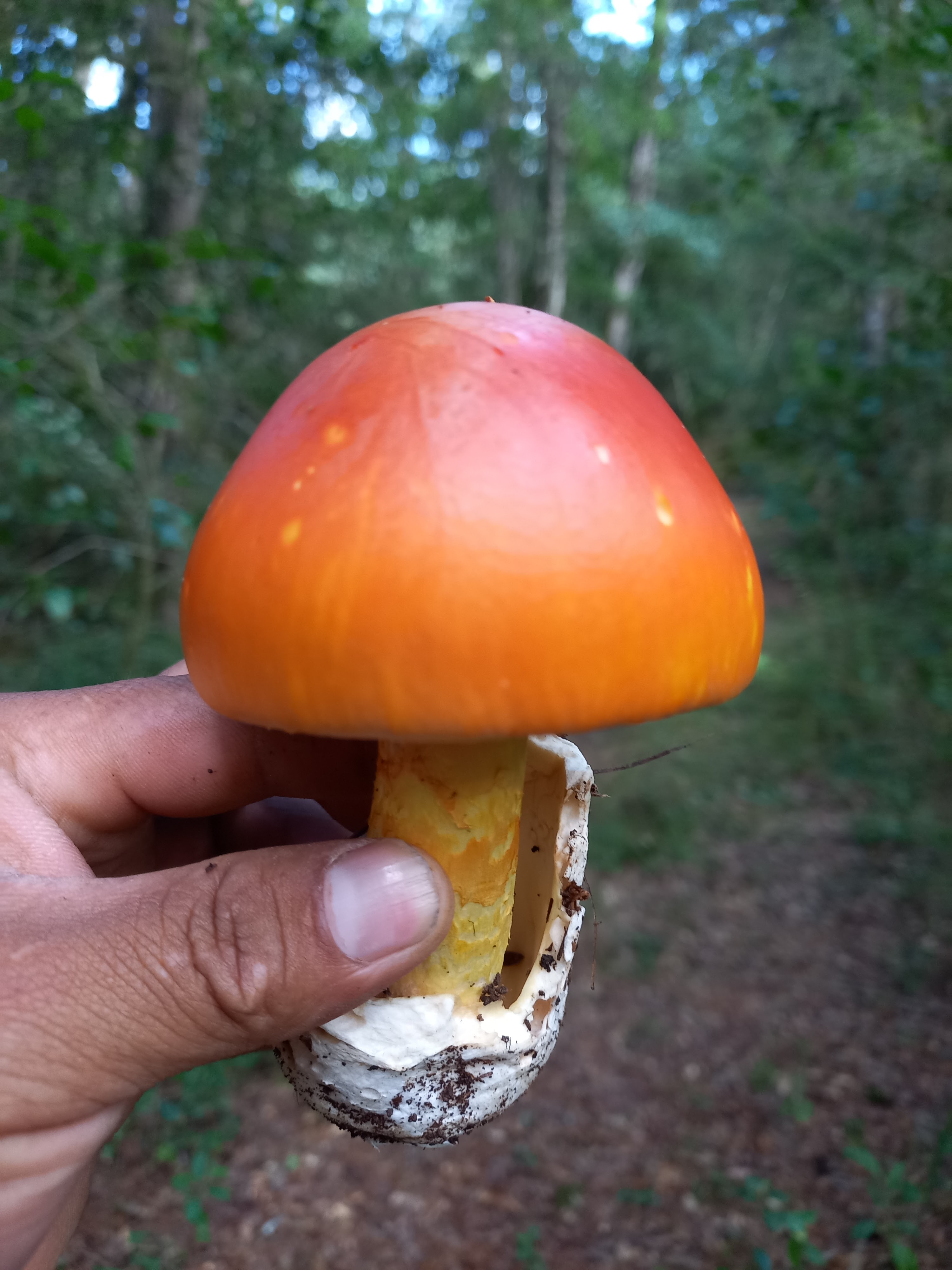 Truchas Los maclovios image 9