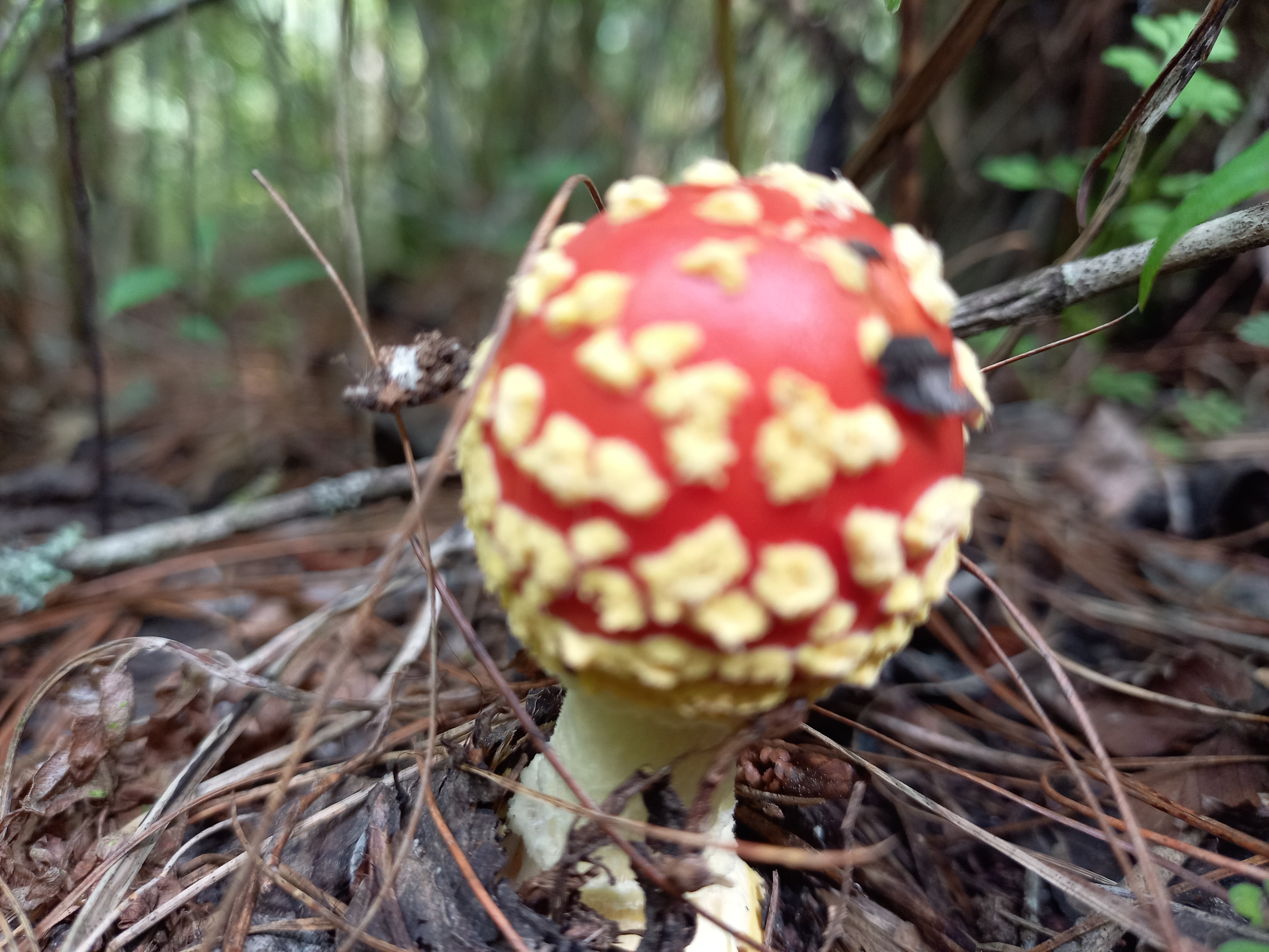 Truchas Los maclovios image 10