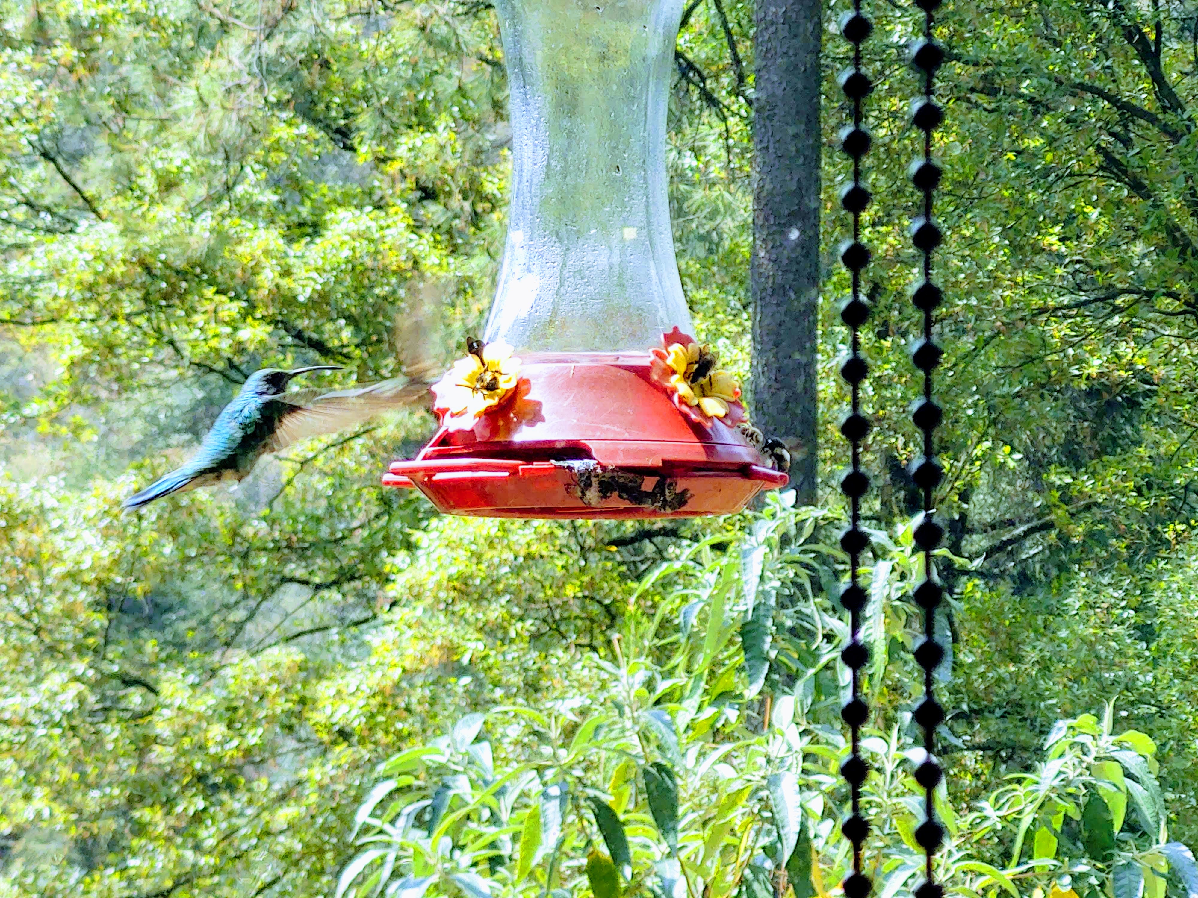 El Refugio del Bosque image 3