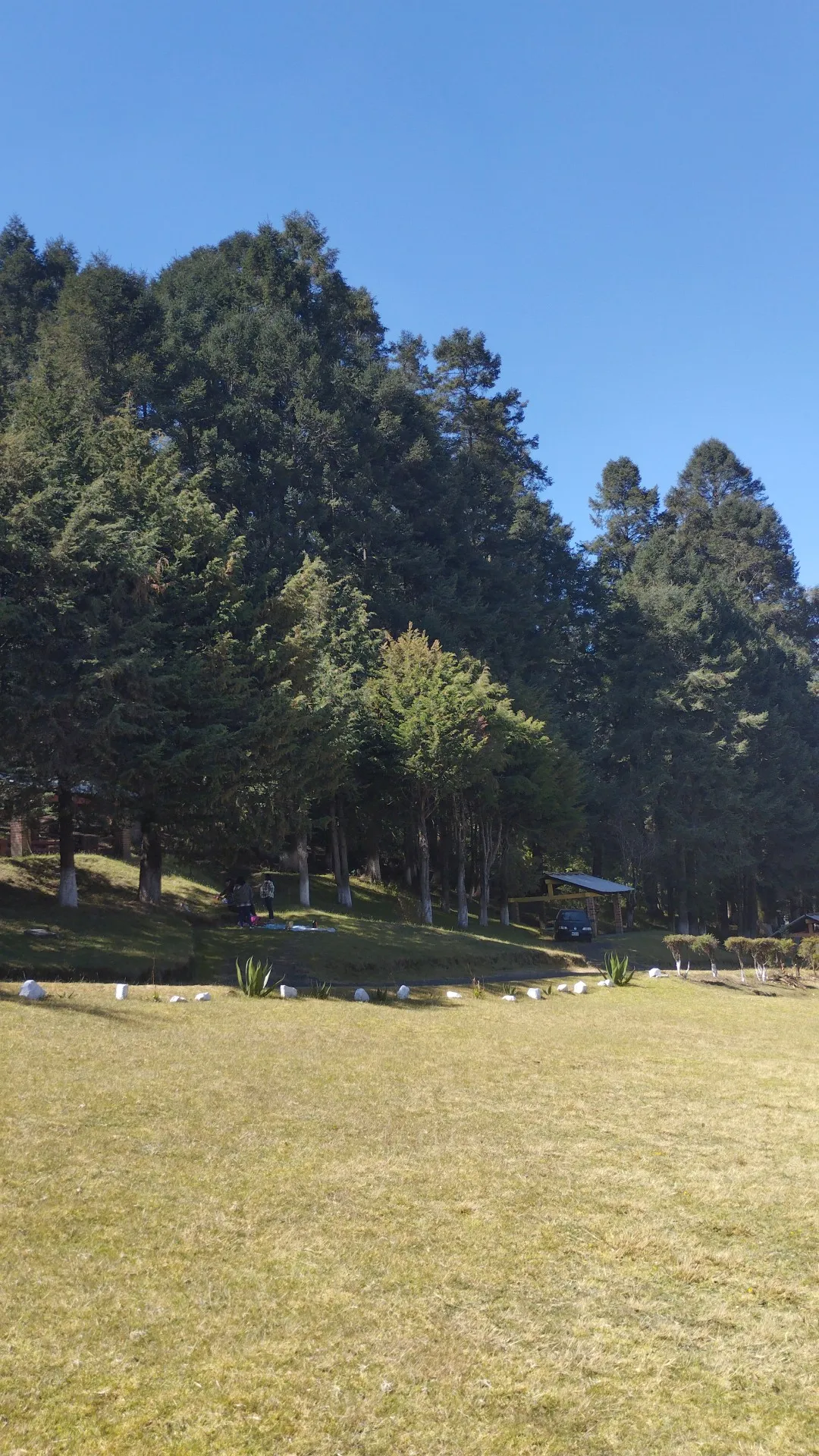 Magueyal image 9