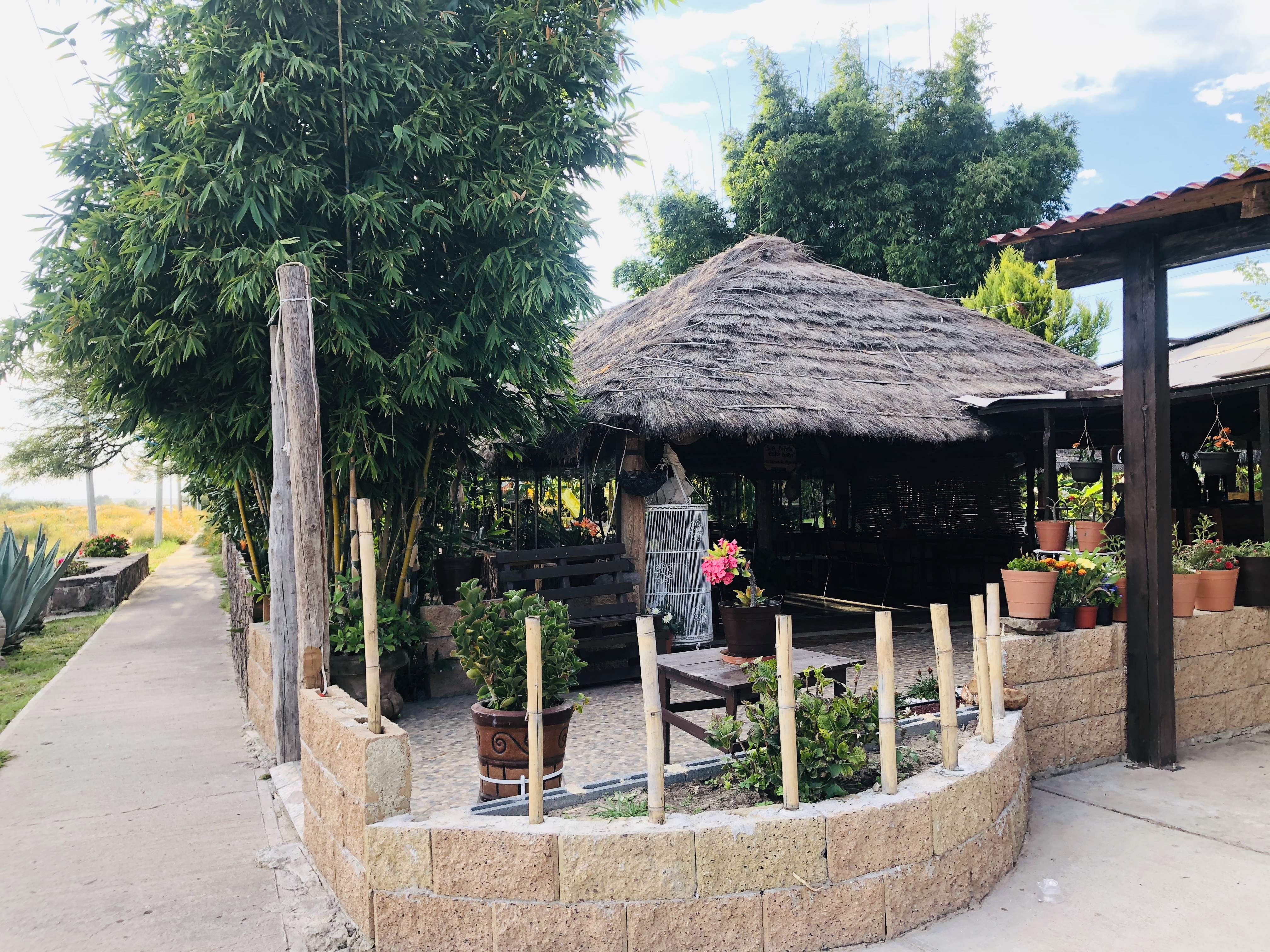 Palapa el BAMBÚ Huejuquilla image 4