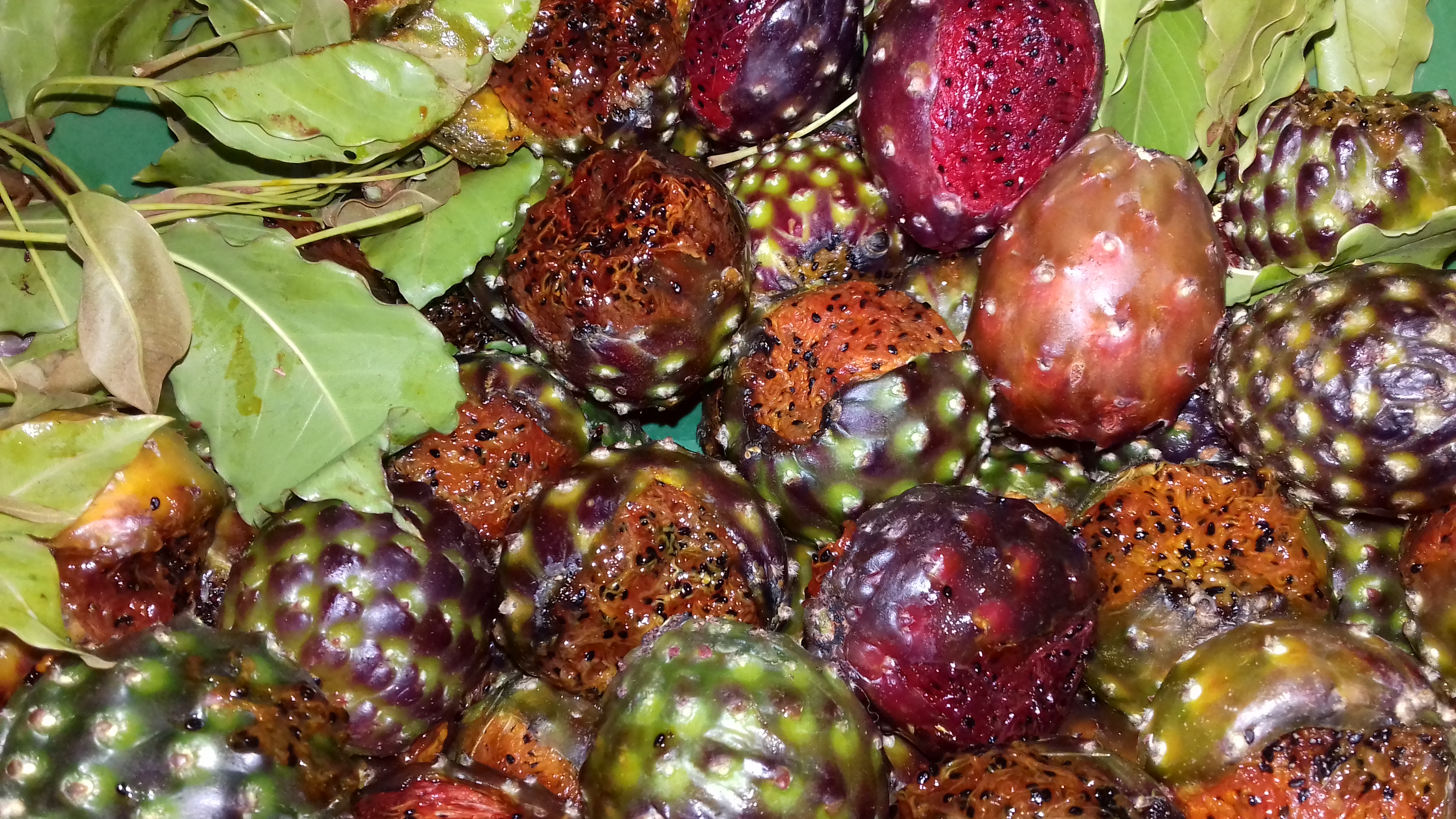 MARISCOS GARCIA image 6