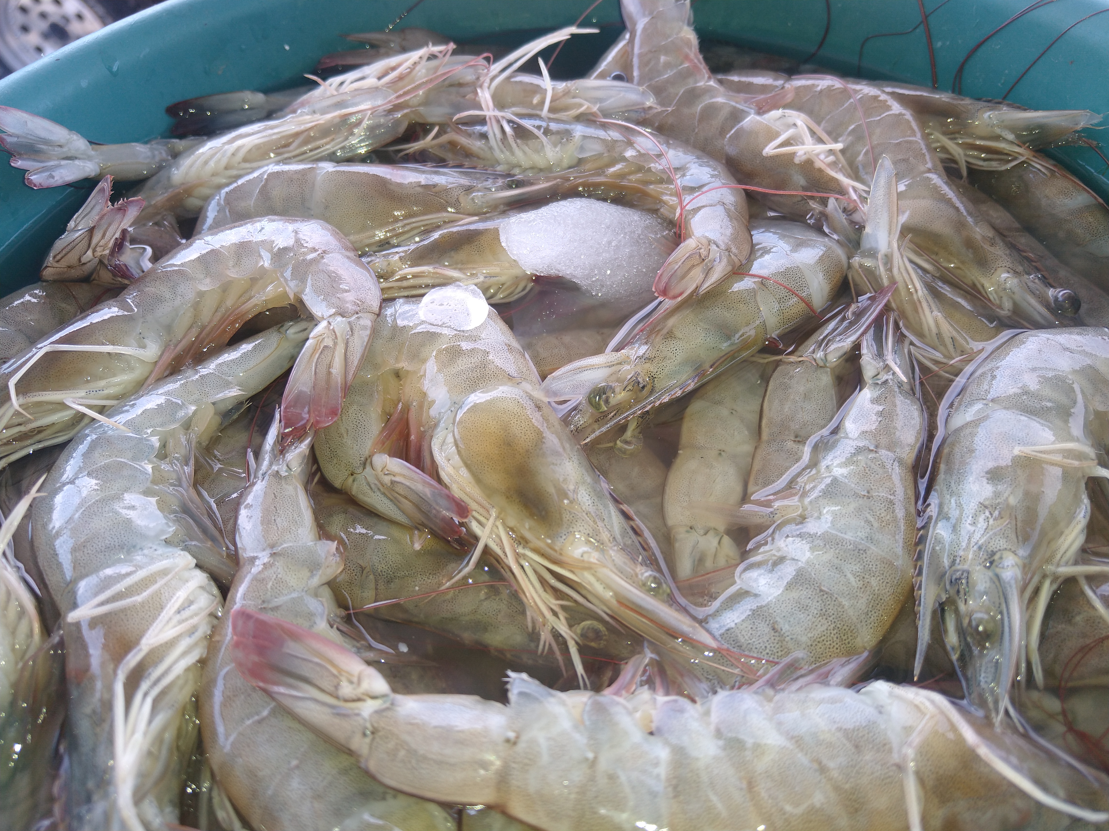 Pescados Y Mariscos El Güerito image 1