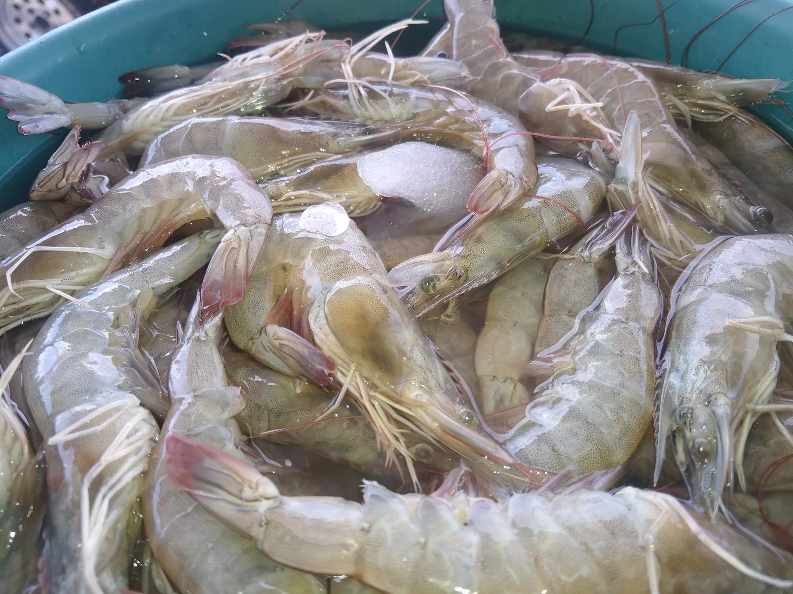 Pescados Y Mariscos El Güerito image 1