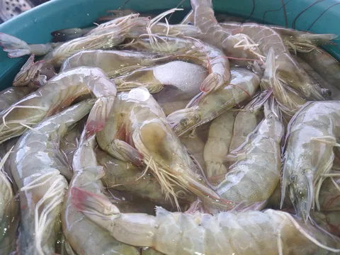 Pescados Y Mariscos El Güerito image 1