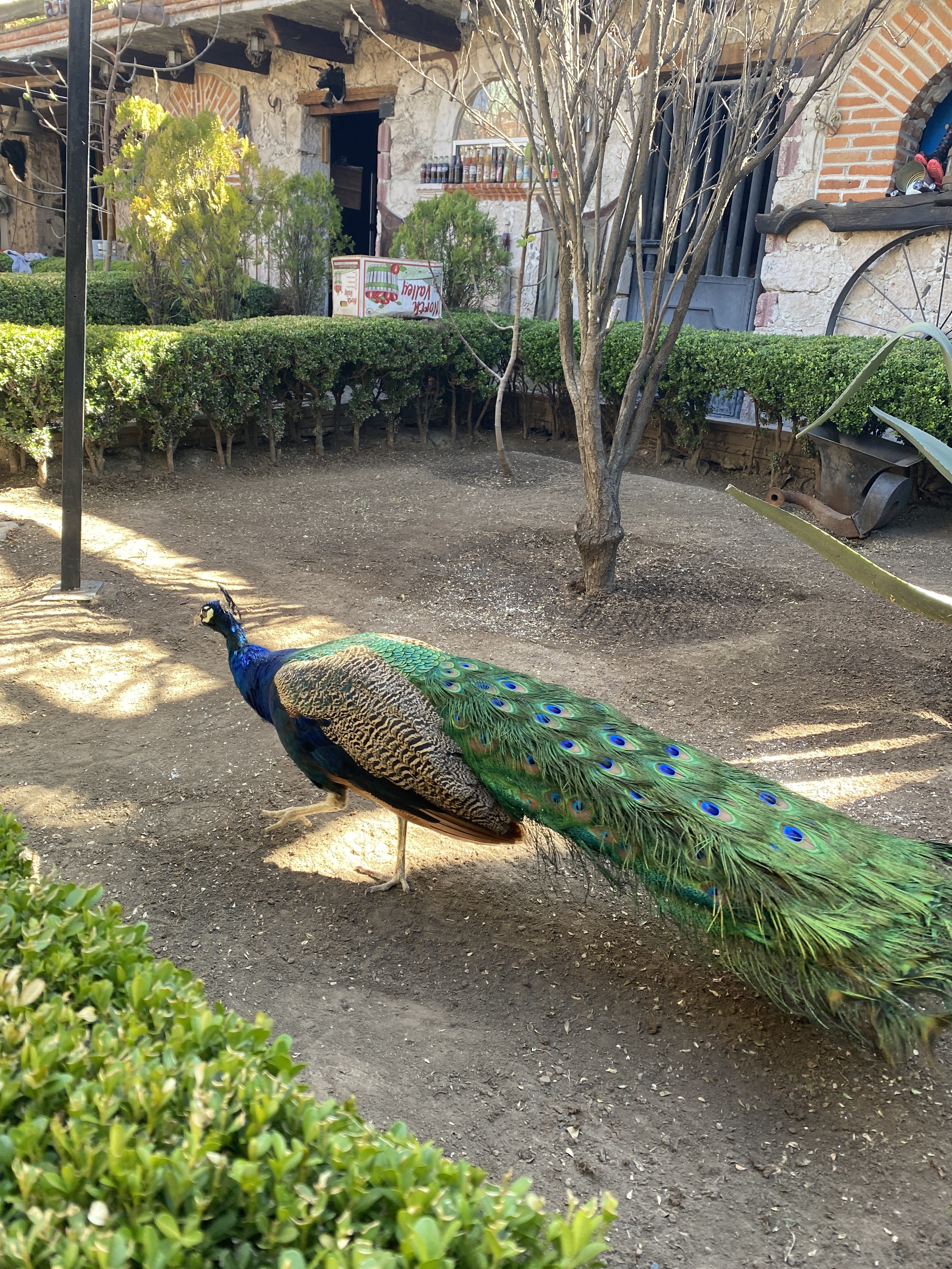 Las Haciendas Barbacoa image 5